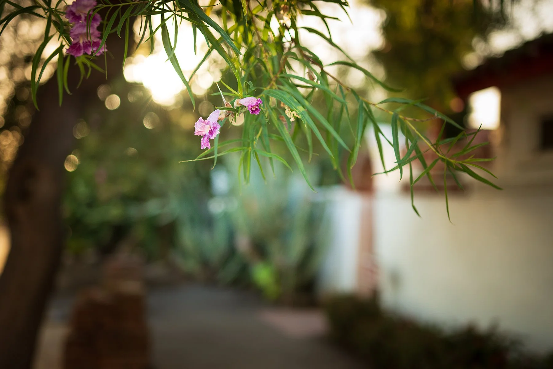 Peaceful Moment, Mission San Luis Rey
