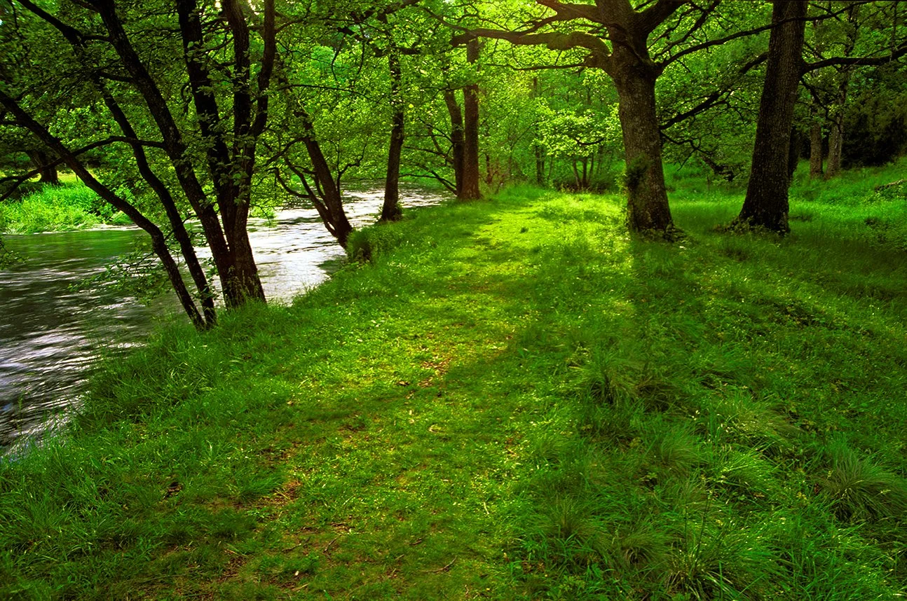 Summer Creek Web.jpg