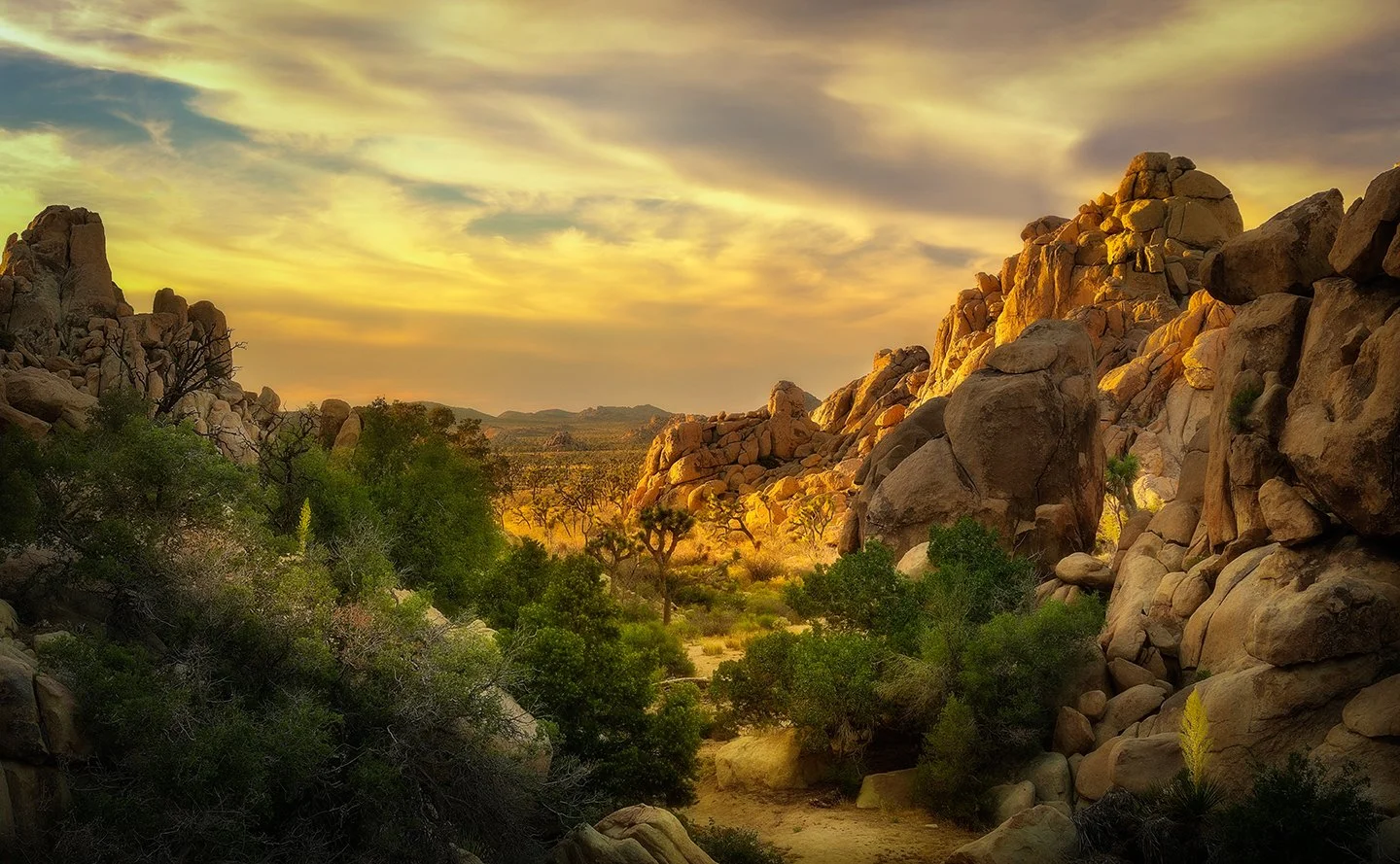 Canyon View, Joshua Tree NP 