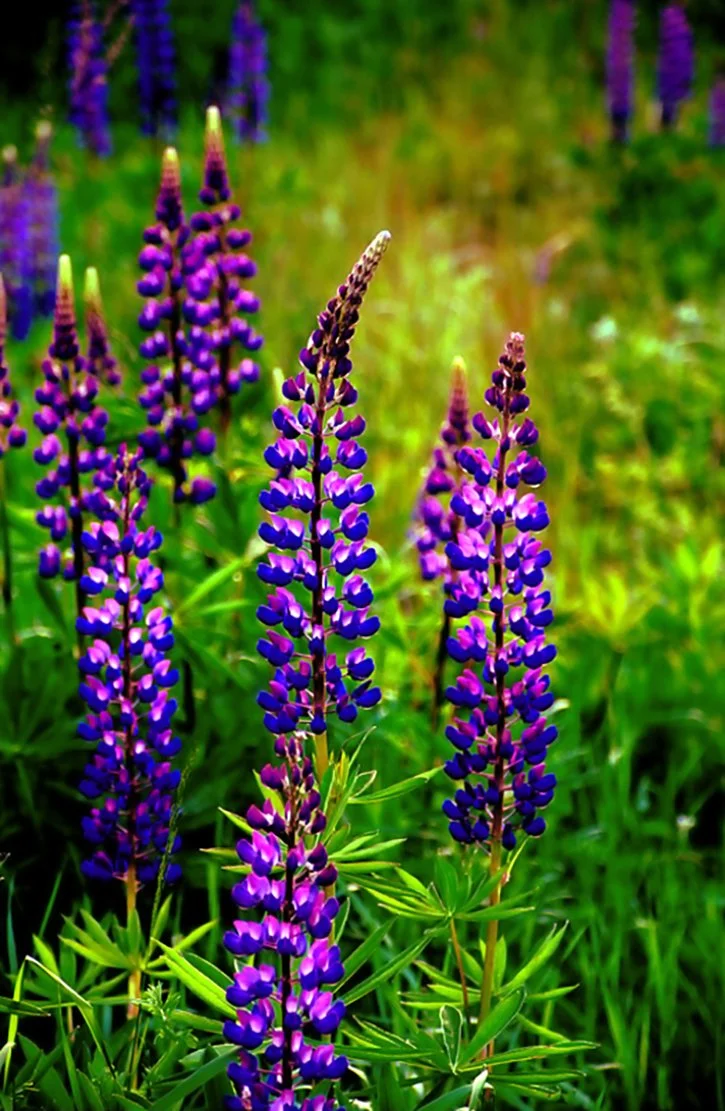 Lupines Neon 3 Web.jpg