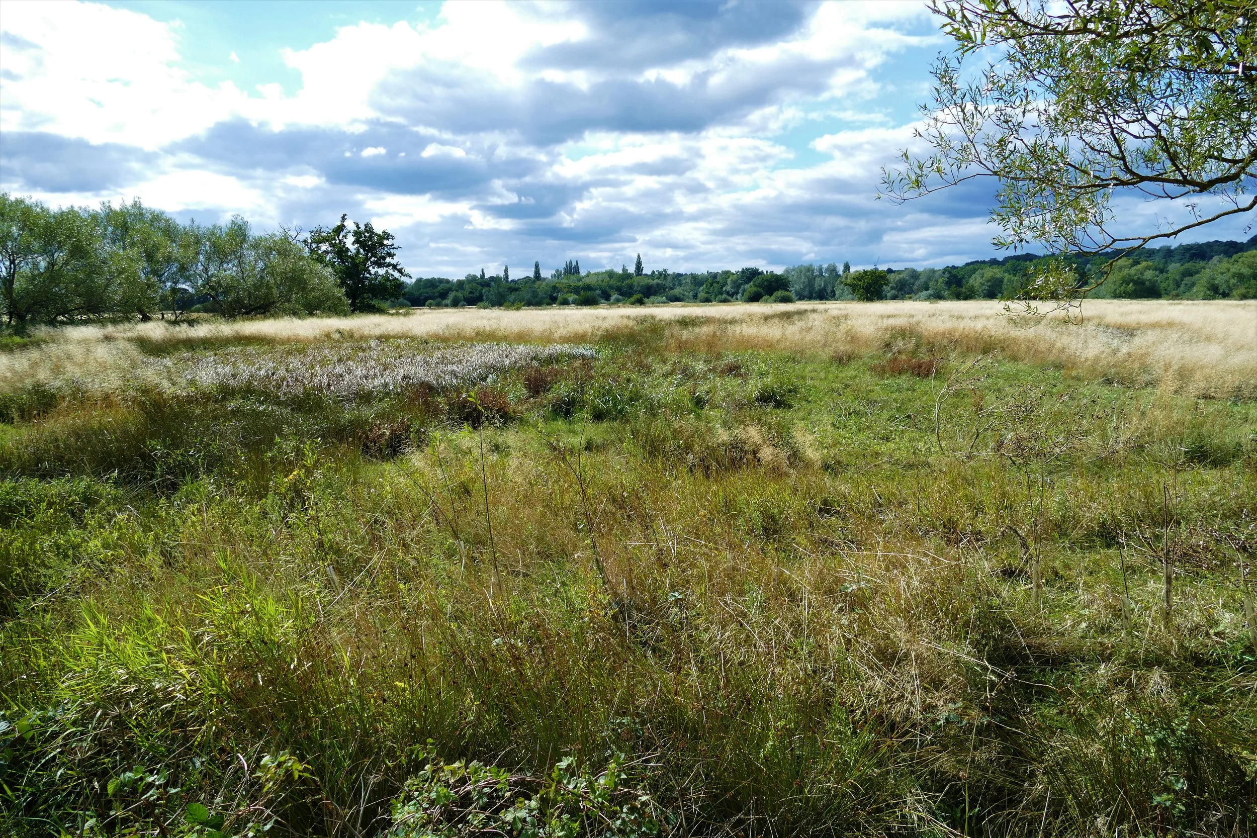A walk for the whole family from Pyrford along The River Wey — The