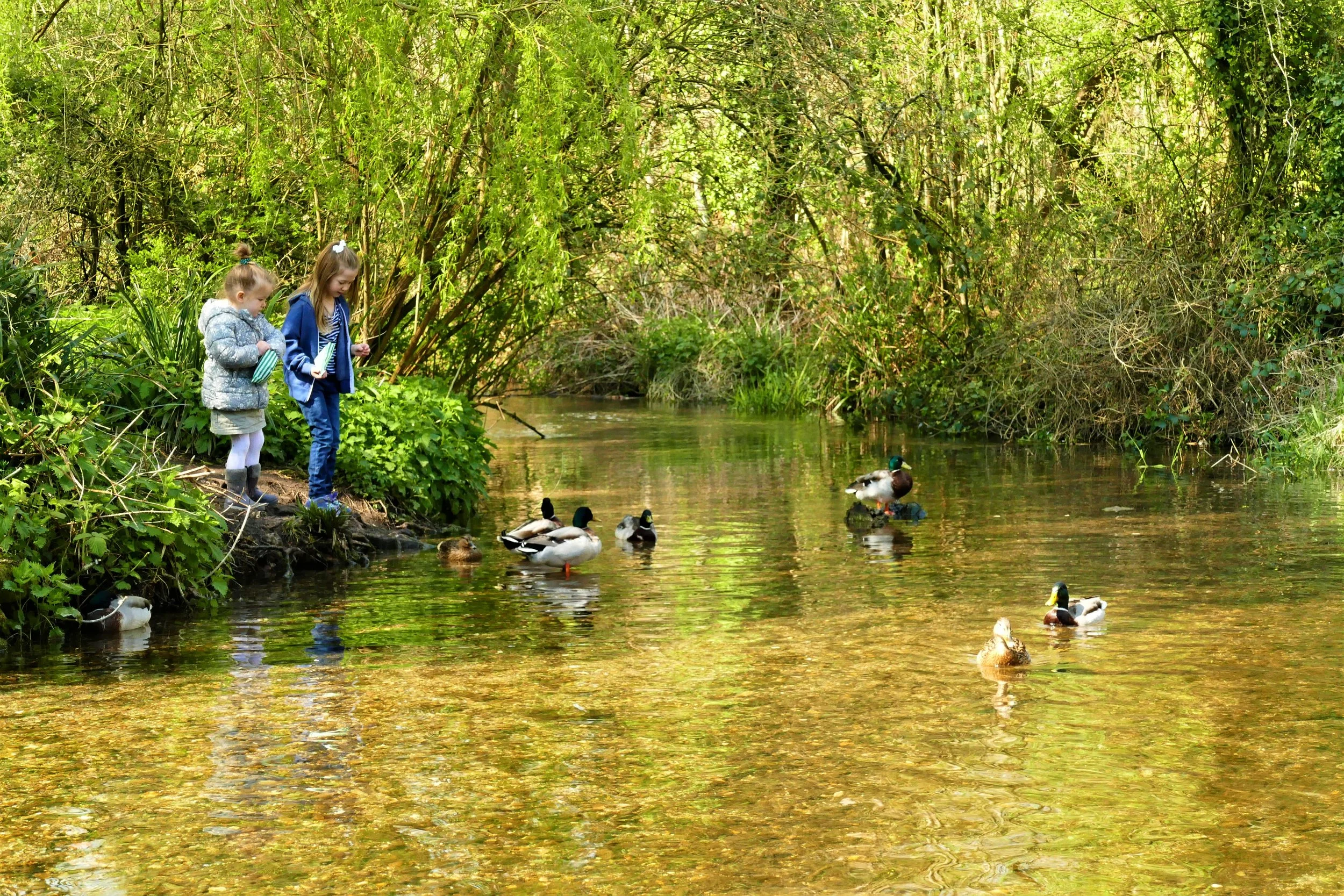 A circular river walk for the whole family around Alresford — The ...