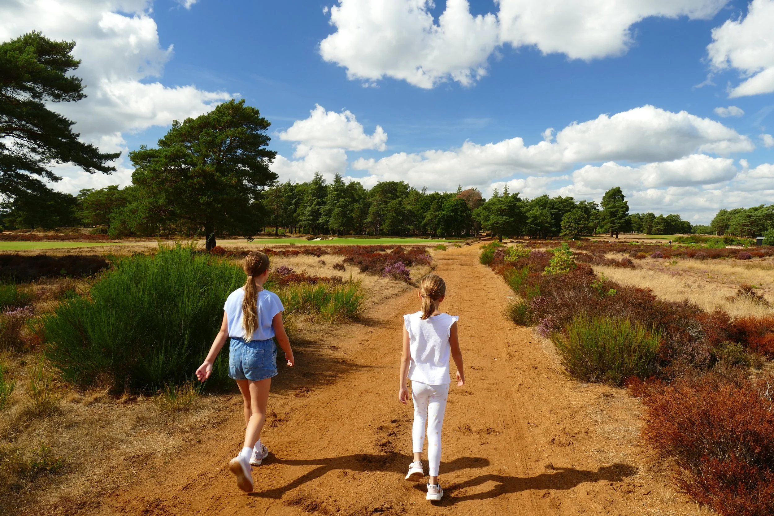 Hankley Common PDF