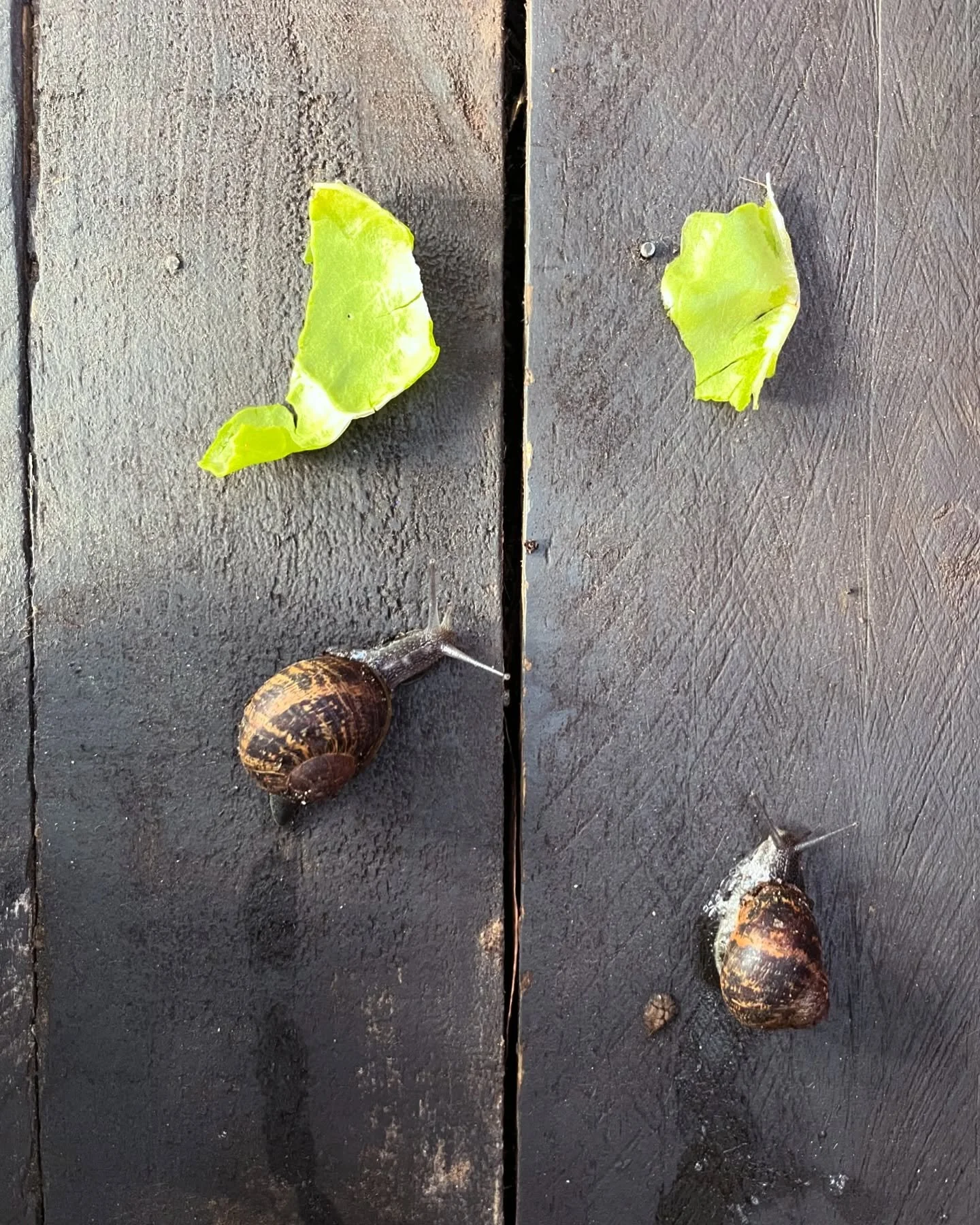 After finding some of our leafy greens being munched on, we decided to go on a snail hunt and moved the grazing mob to new pastures on the other side of the school yard 🐌 &hellip;but not before first racing the two fastest snails @murrumbeena.primar