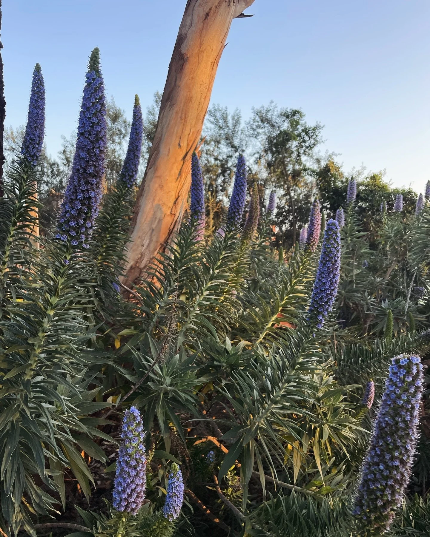 Another beautiful, but cold morning in the garden 🐝