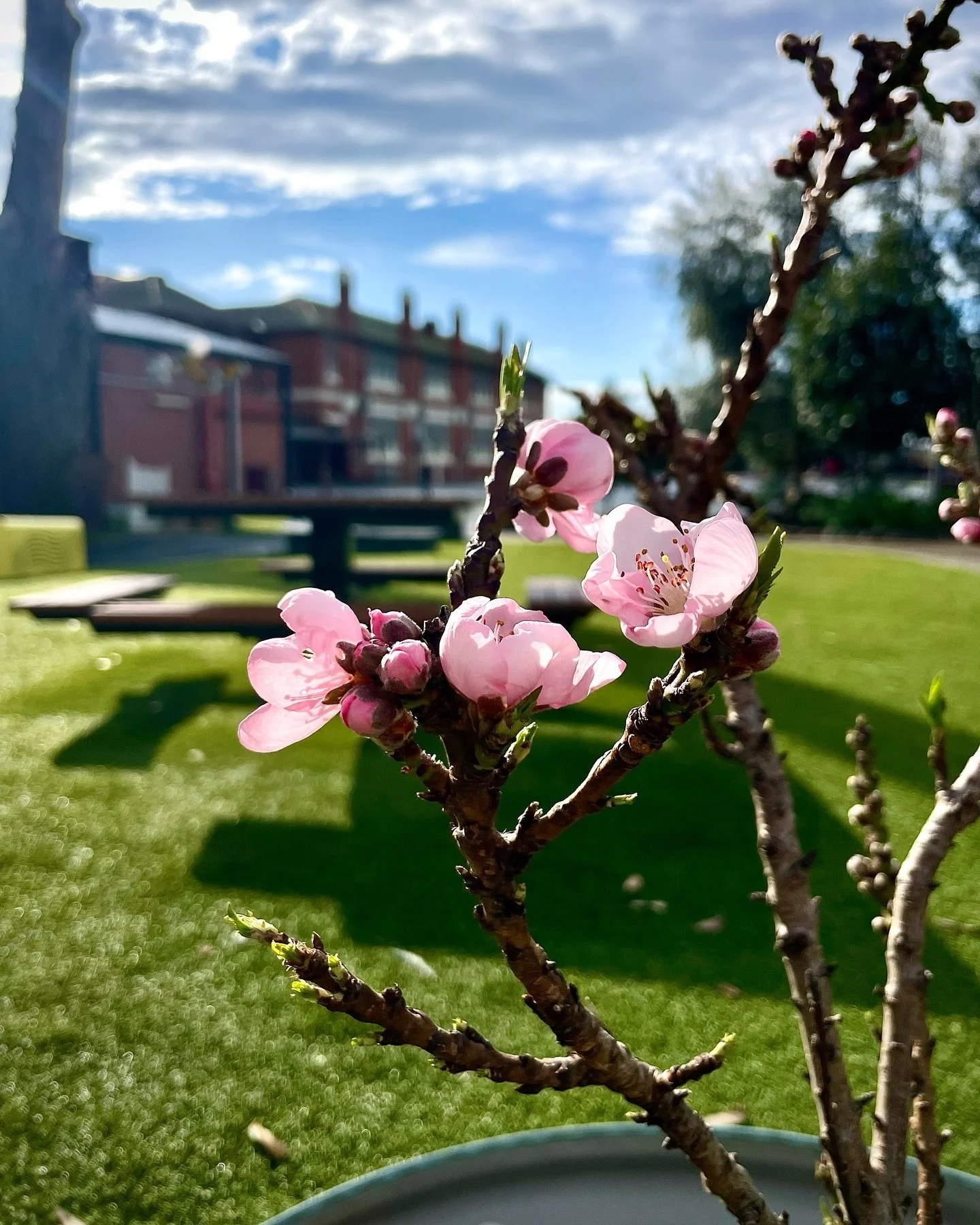 Almost spring here in Melbourne. Another beautiful day @murrumbeena.primary.school . Even though we had some rain and spent the day inside, learning about the importance of insects in the garden.