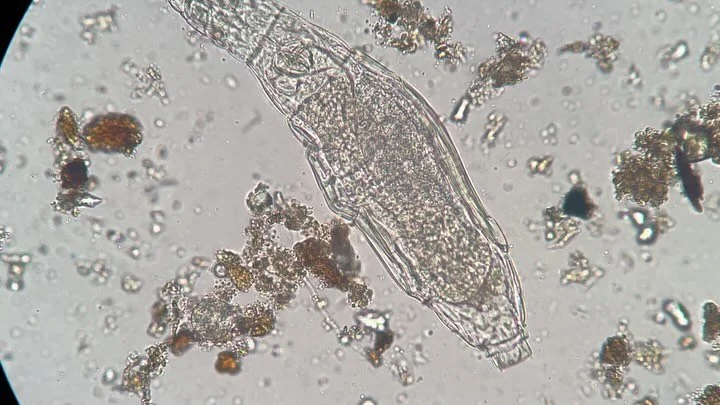 Some more videos of the tiny critters of the #soilfoodweb . A bdelloid #rotifer and a decaying #nematode being eaten by #bacteria.