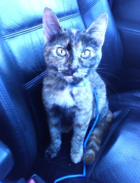 I think this is called journaling. it’s saying I spelled that wrong, I’m not interested in confirming that.