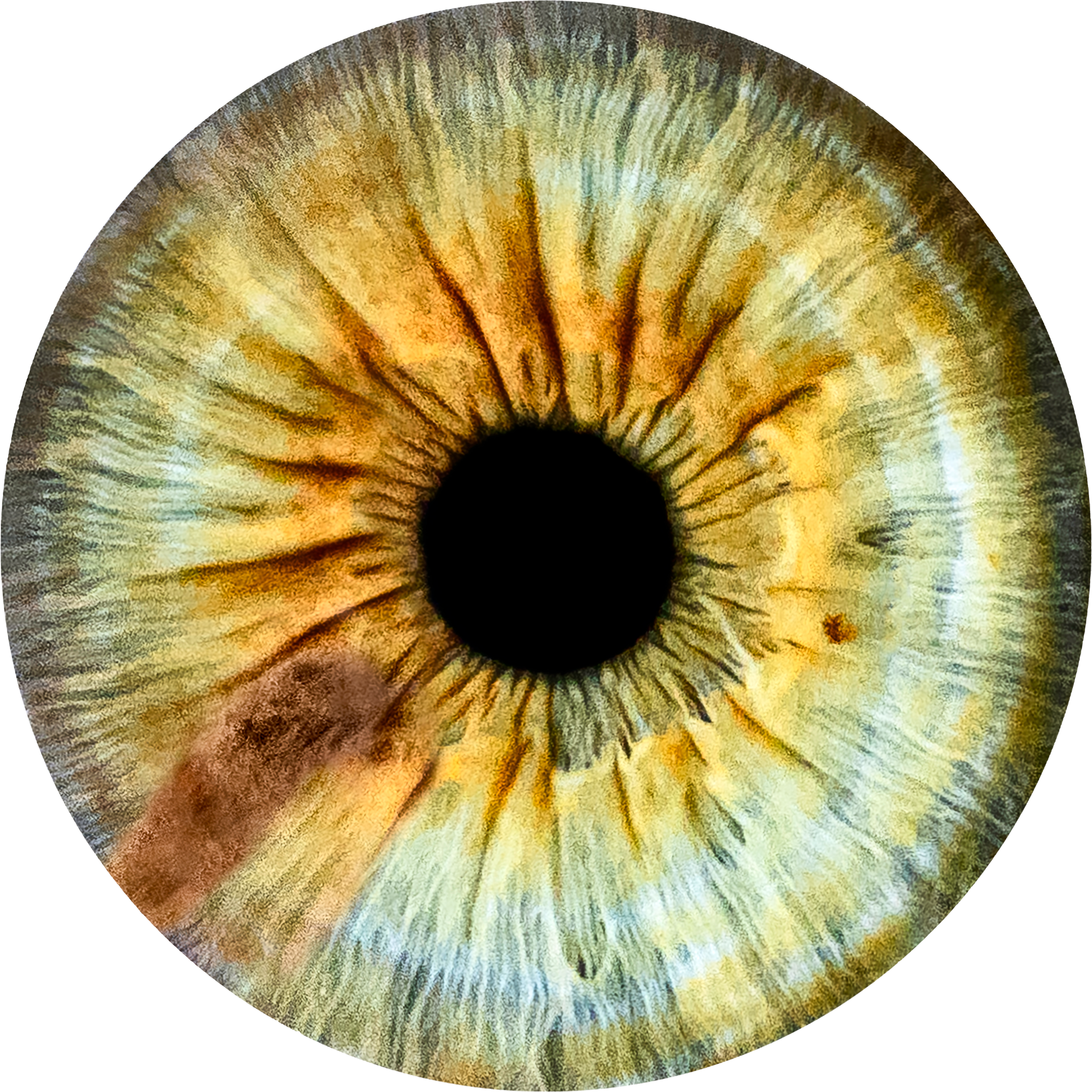 PNG_0006_Jonathan_Leo_Eyes_3.png