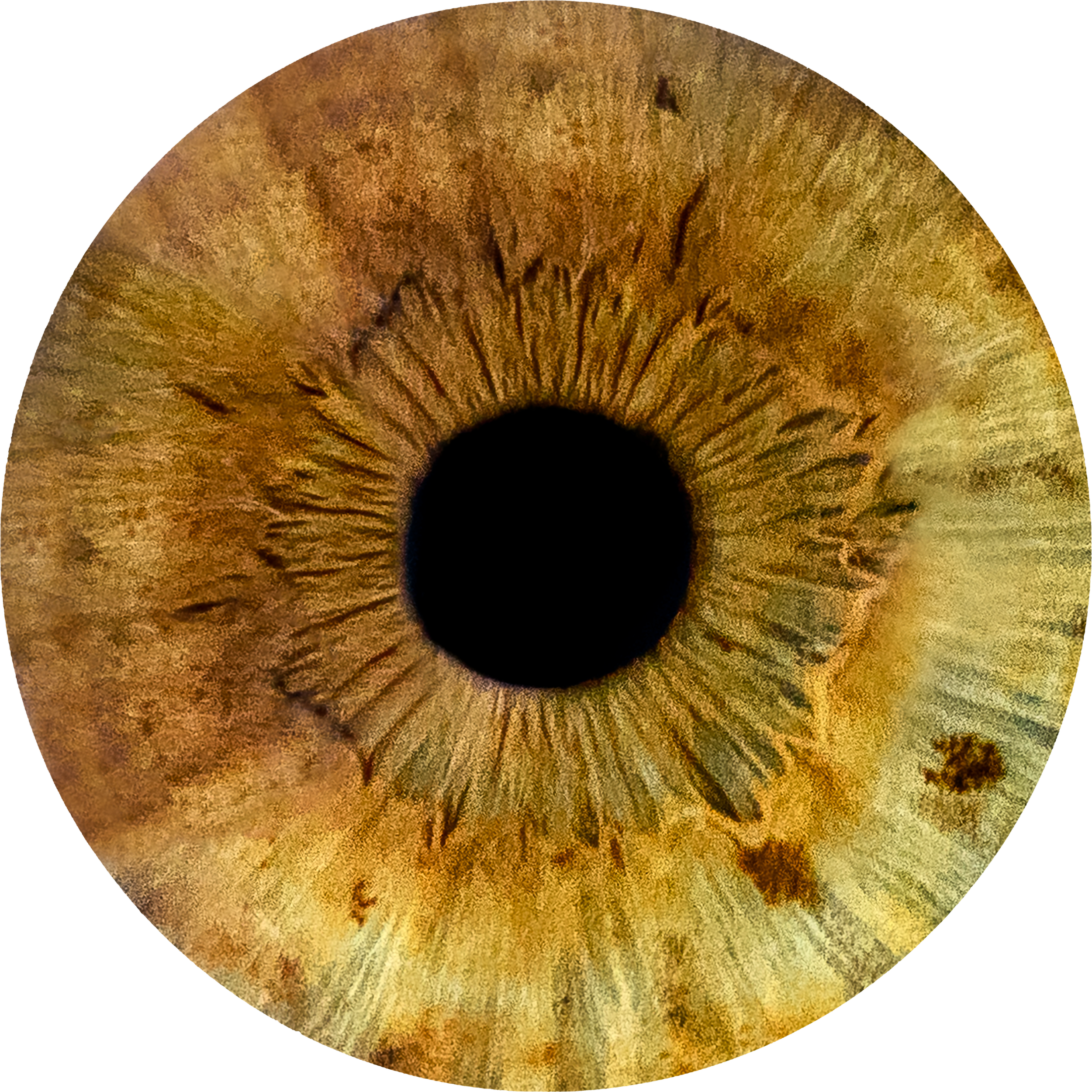 PNG_0007_Jonathan_Leo_Eyes_2.png