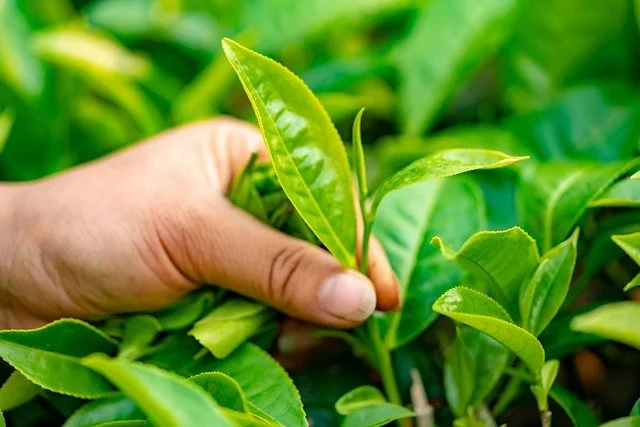 tea plant