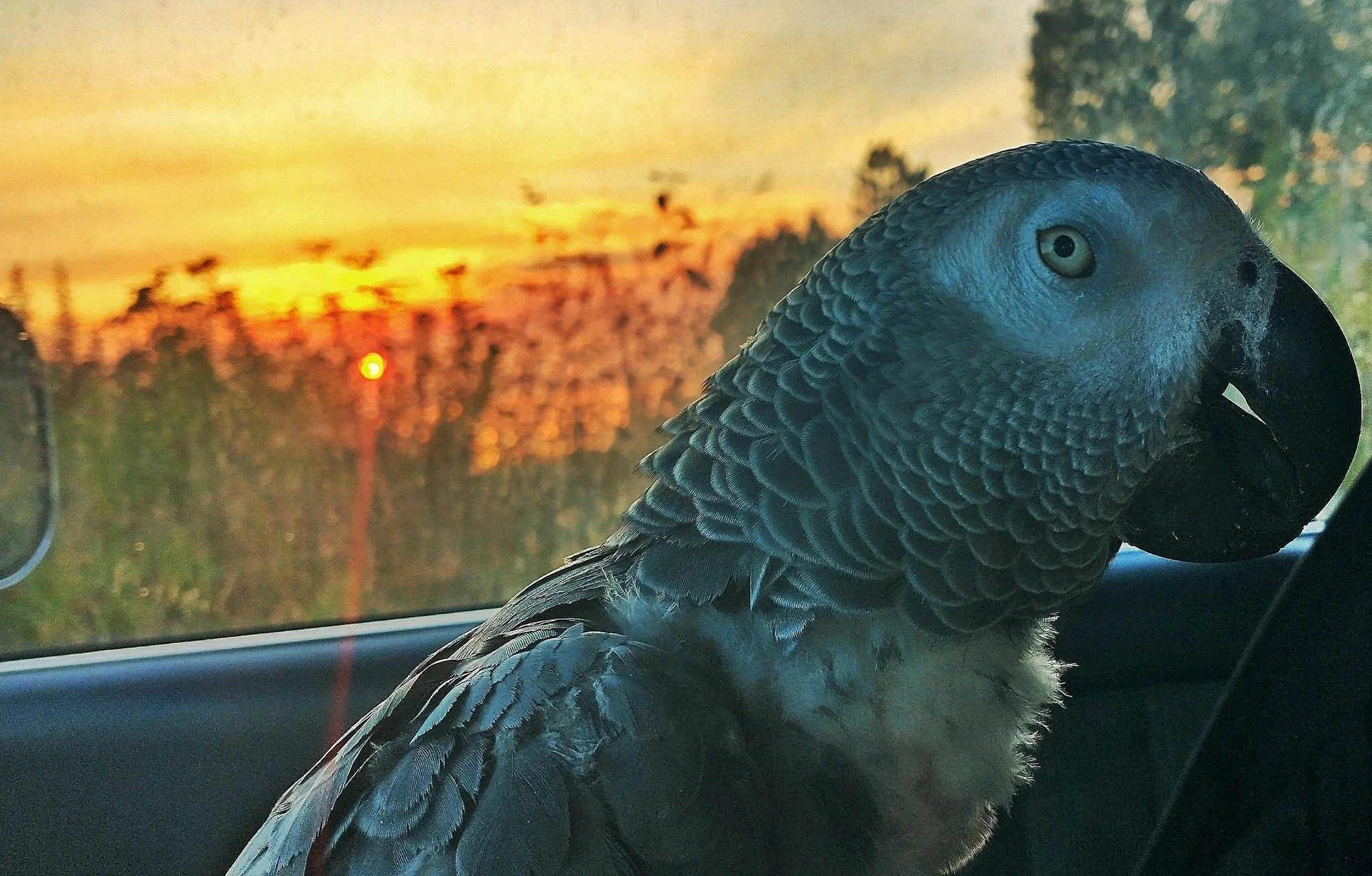 A  parrot sitting inside a vehicle with a sunset view visible through the window, showing orange and yellow hues in the sky, trees, and power lines.