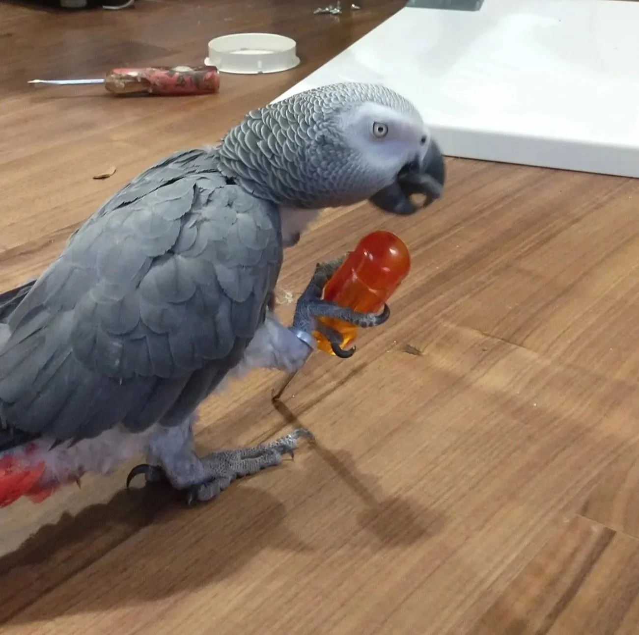An African grey parrot holding an orange screw driver in one foot on a wooden surface.