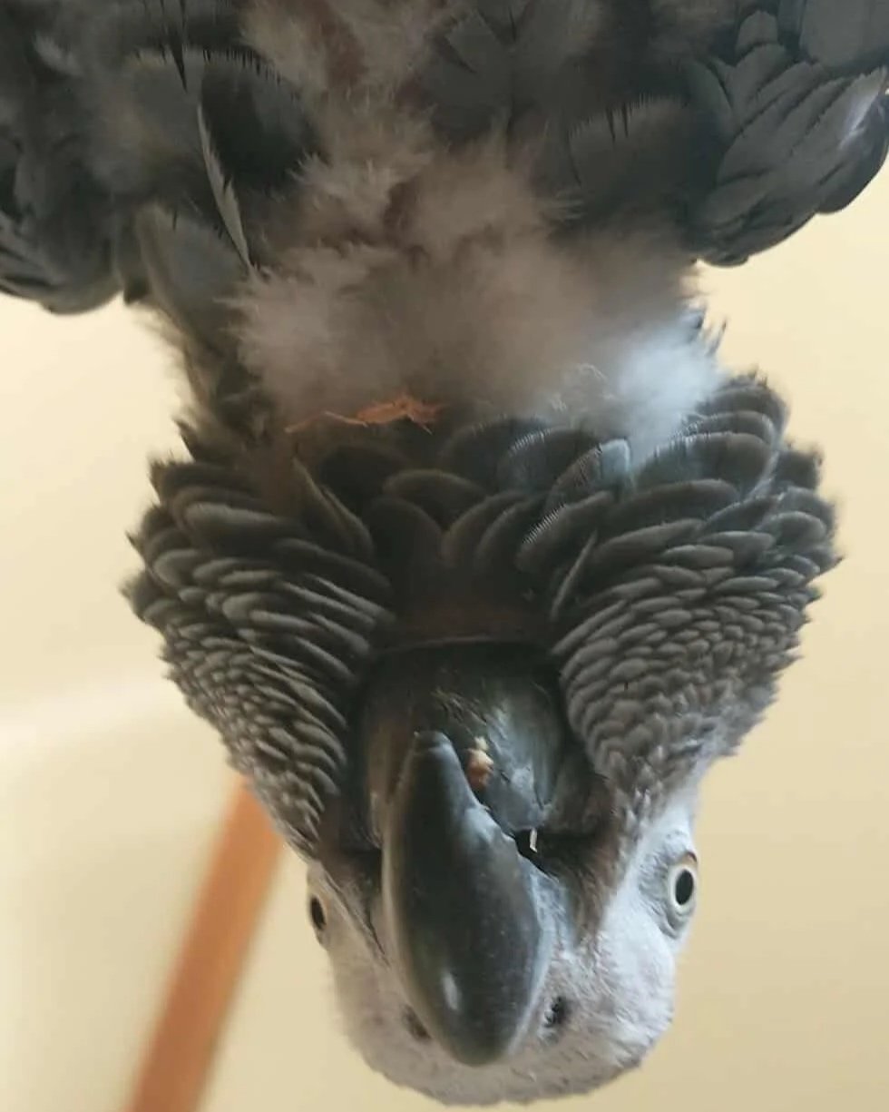 A close-up of an upside-down African grey parrot with detailed feathers and a large beak.
