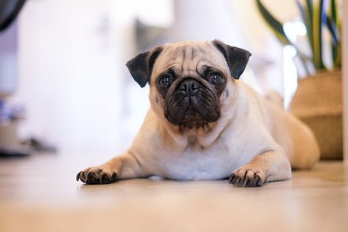 Mid-Atlantic Pug Rescue