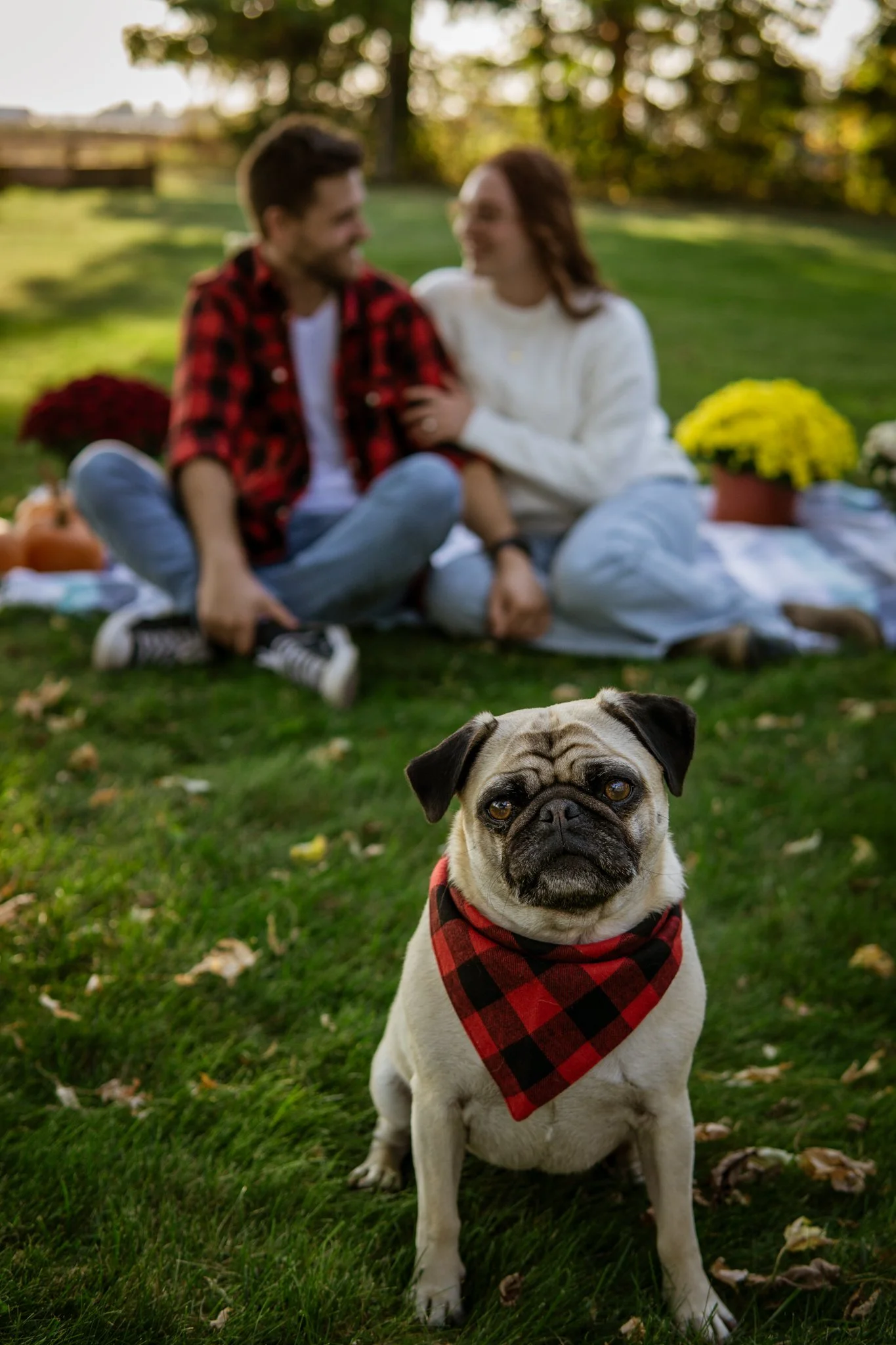 CassieZPhotography-Dog-Engagement-Photoshoot-Perth-3.jpg