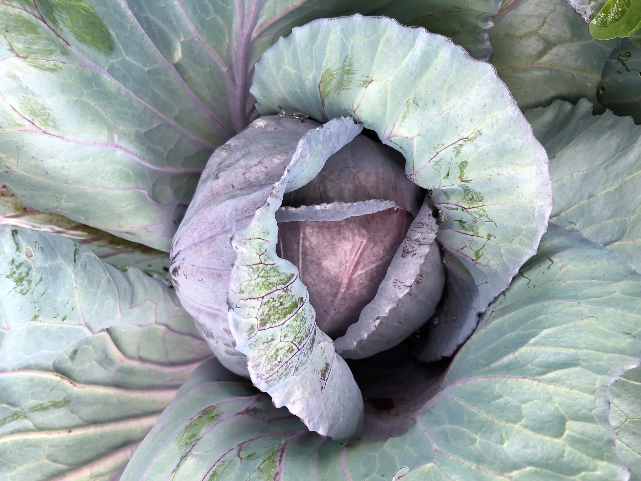 Image of Red Cabbage