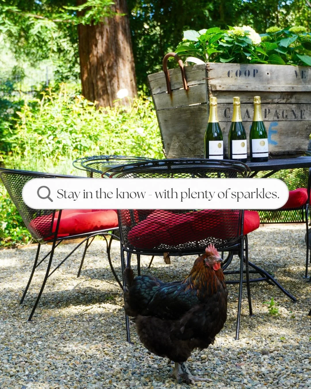 Stay in the know &mdash; with plenty of sparkles. ✨🥂

Join our mailing list for the latest from Paula Kornell, including upcoming events, winery news, press, stories from our team, and plenty of sparkling wine pairings along the way. 🍁💻🍾

Visit t