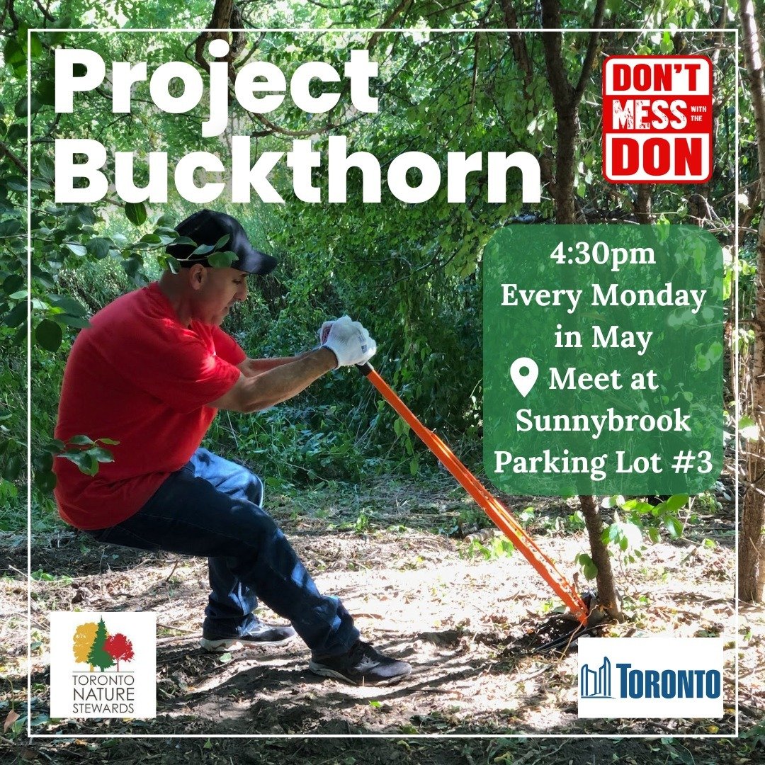 Project Buckthorn returns to Sunnybrook Park with our partners @torontonaturestewards and the @cityofto Parks and Forestry!
🌱 ~Sign up link in bio~🌱

First launched in 2023 we removed over 4000 invasive buckthorn trees including 75 large garbage ba