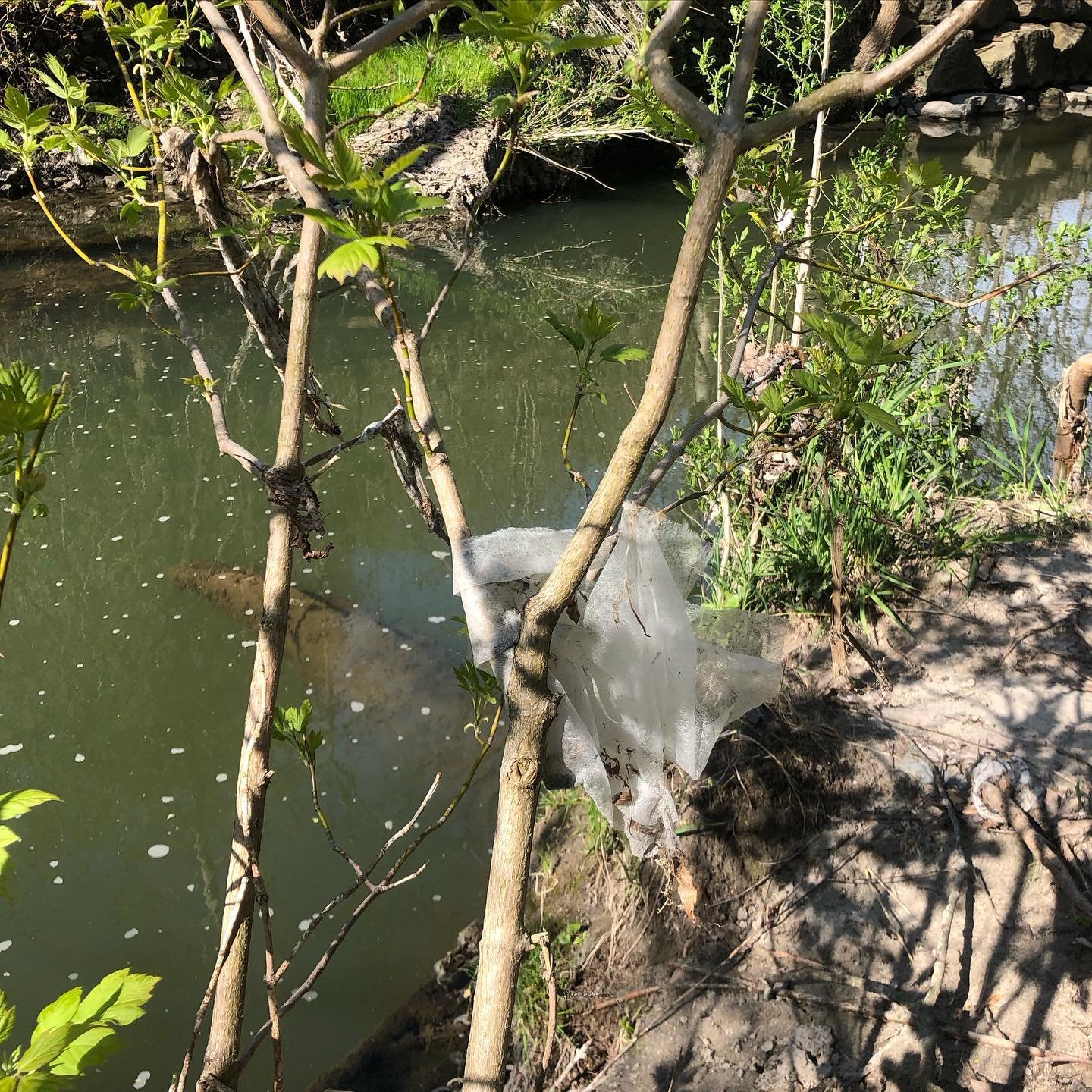 Wet Wipes! Many people do not realize that these should not be flushed down the toilet, as they don&rsquo;t break down ( they contain plastics!). This Sunday May 12 we will be cleaning up the banks of Taylor Creek, which are littered with wet wipes. 