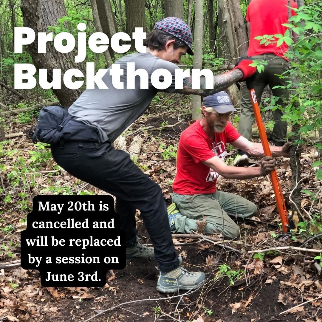Our team of volunteers have had a great impact on removing invasive buckthorn from Sunnybrook Park.
Sadly the session for Monday 20th is cancelled but it will be replaced by an extra date on June 3rd! 

See you at the next session on May 27th. Meet a