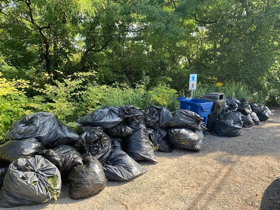 Seed pods from DSV, burrs from Burdock and berries from Buckthorn. No, not ingredients for a potion or spell, rather next year's invasive species. DMWTD has been bagging and cooking all those to give our native plants a better chance next year. Hundr
