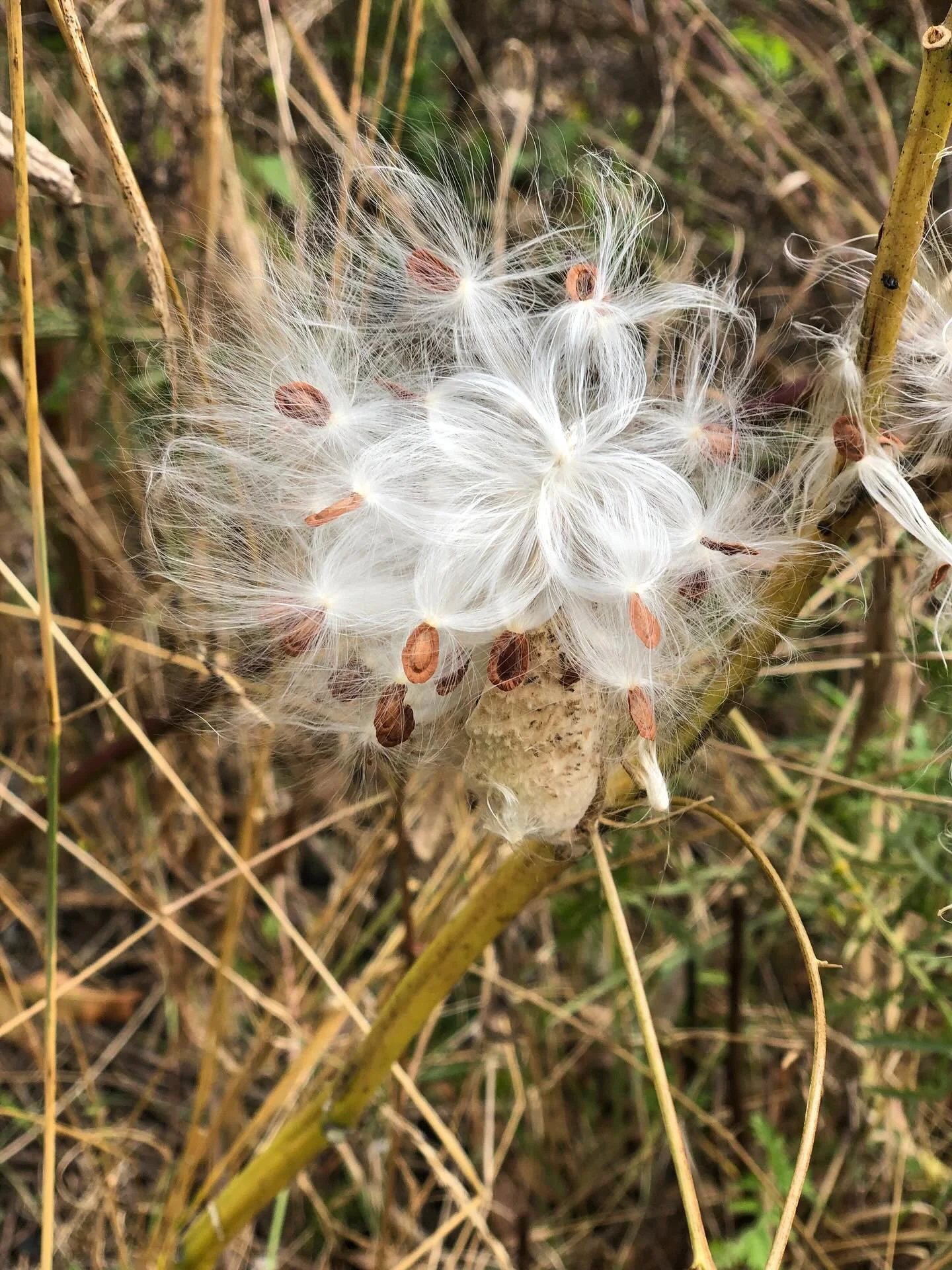 Milkweed pods and seeds needed.
DMWTD has large areas we steward that are devoid of precious Milkweed. Areas where we have removed invasive Dog Strangling Vine and are now ready for the Monarch Butterfly's best friend- Milkweed.
If you have any exc