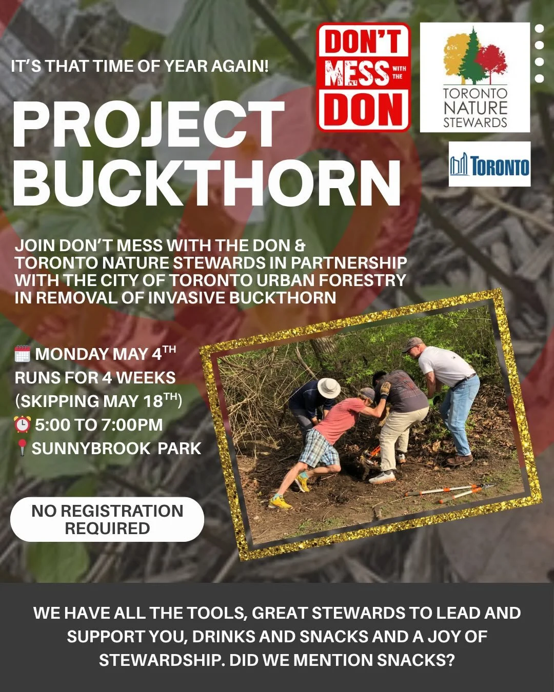 Project Buckthorn Returns Monday May 4th at 5 pm for four weeks.

DMWTD and TNS (@torontonaturestewards) have partnered with City of Toronto Urban Forestry over the last four years to remove over 10,000 invasive Buckthorn trees. We use extractigators