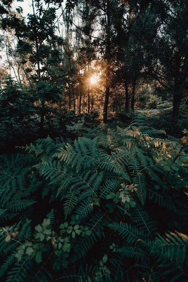 Sun through trees
