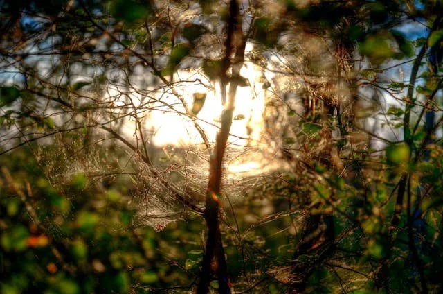 in the forest looking through tree branches towards the sun