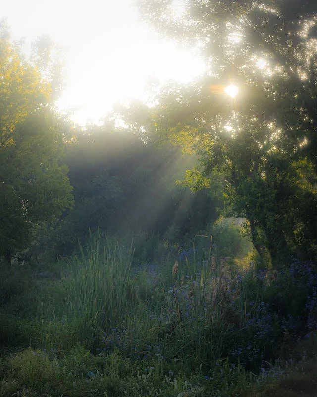 Outdoor with trees and sun peeking through