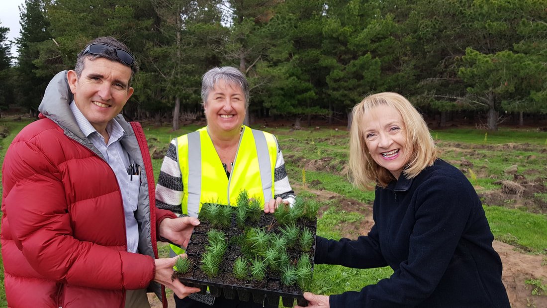 Tree planting