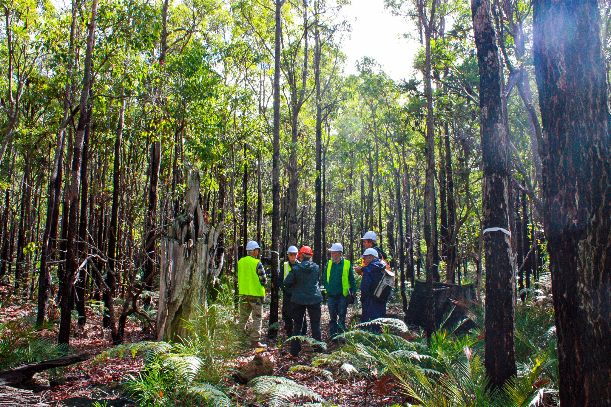 Ecological Thinning