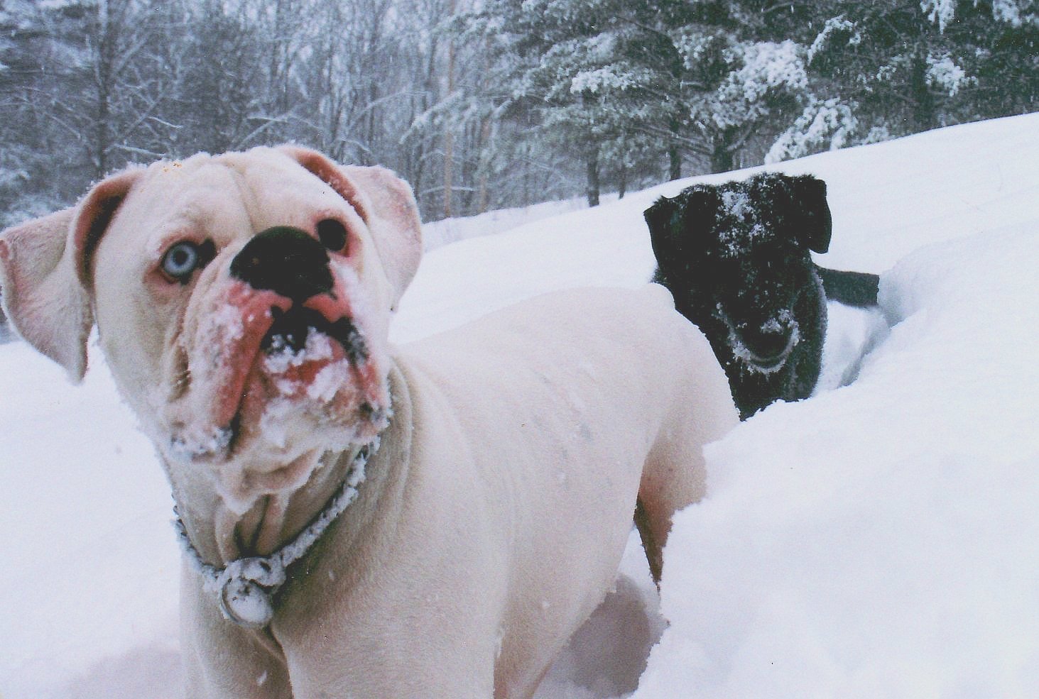 dogs.jpg