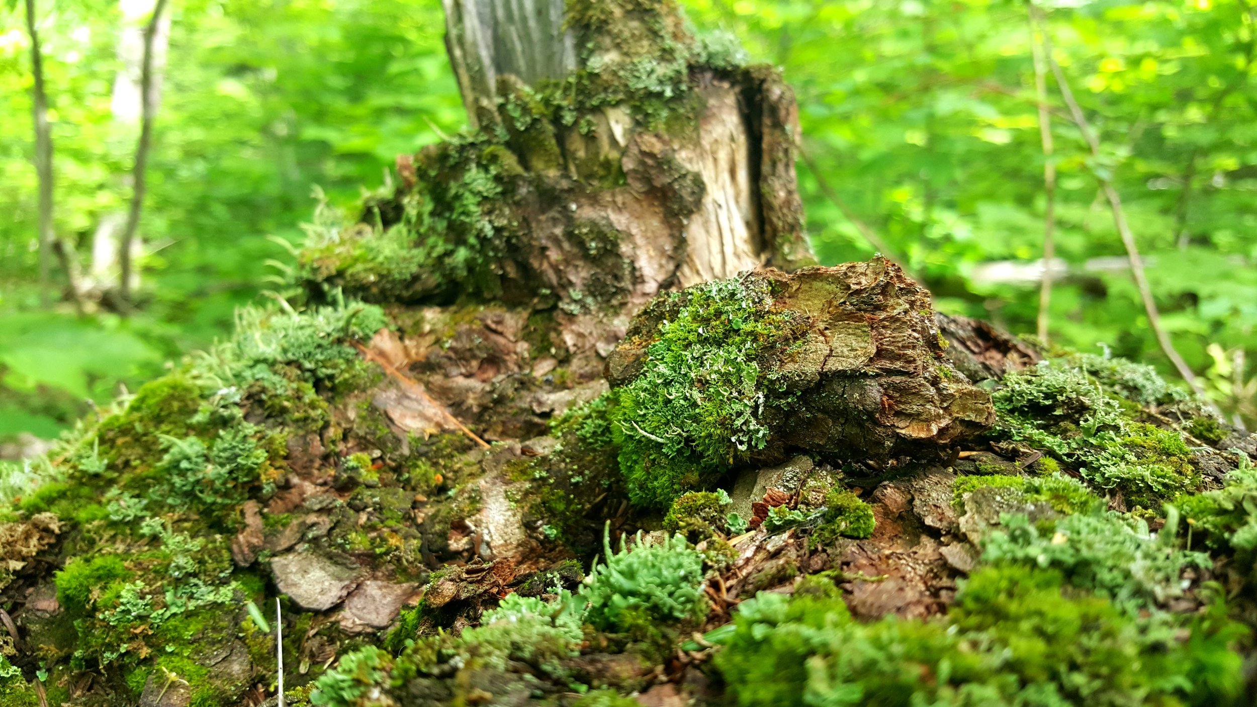 Up North Super Green.jpg