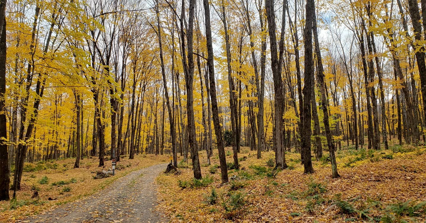 Up Fall Yellow.jpg