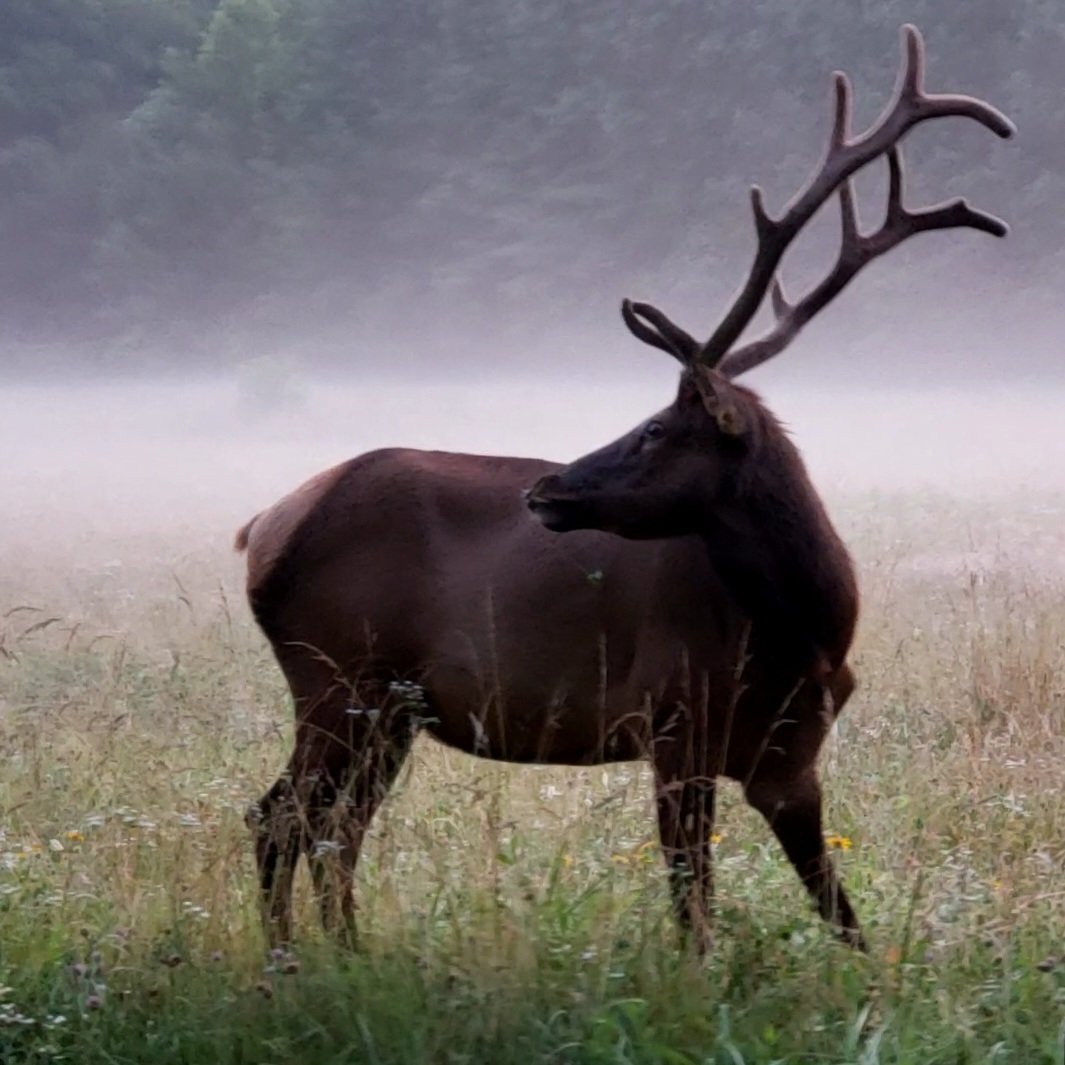 Elk in Smoky Mountains.jpg