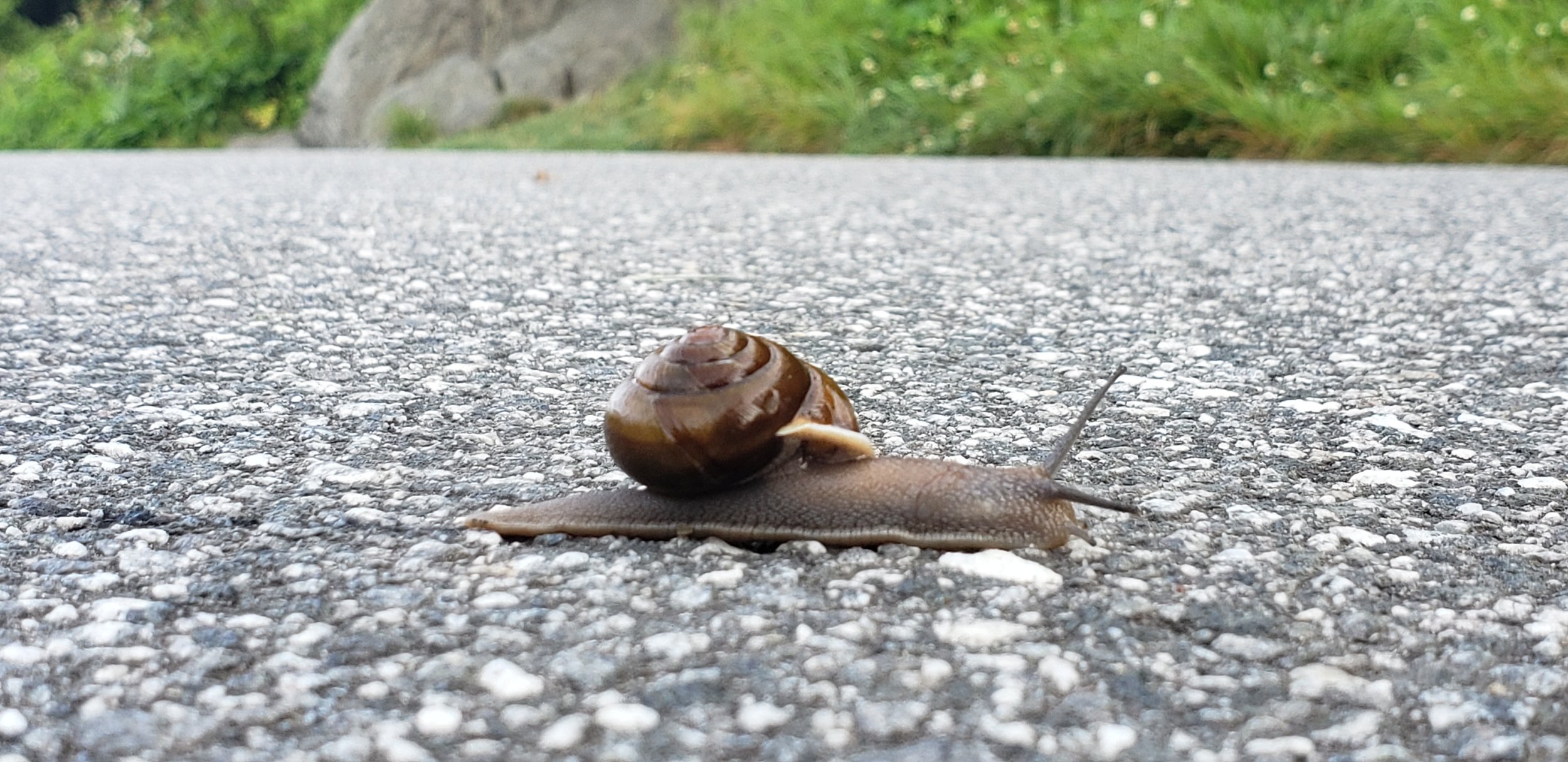 snail.jpg