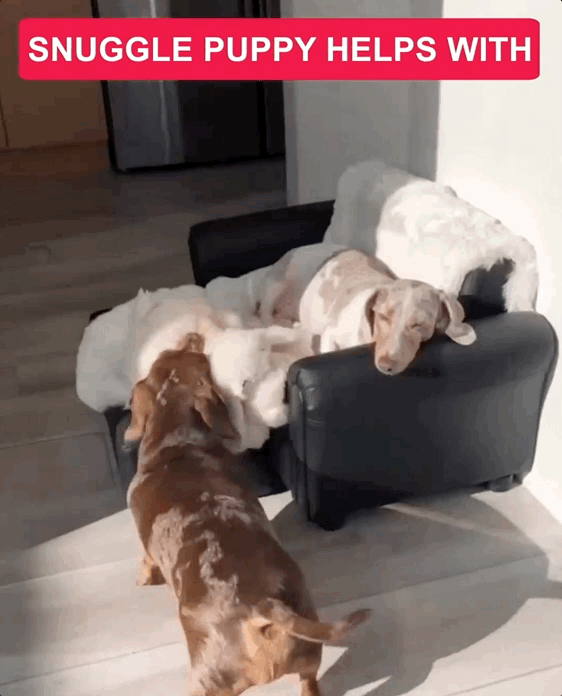 SNUG GIF 1.gif
