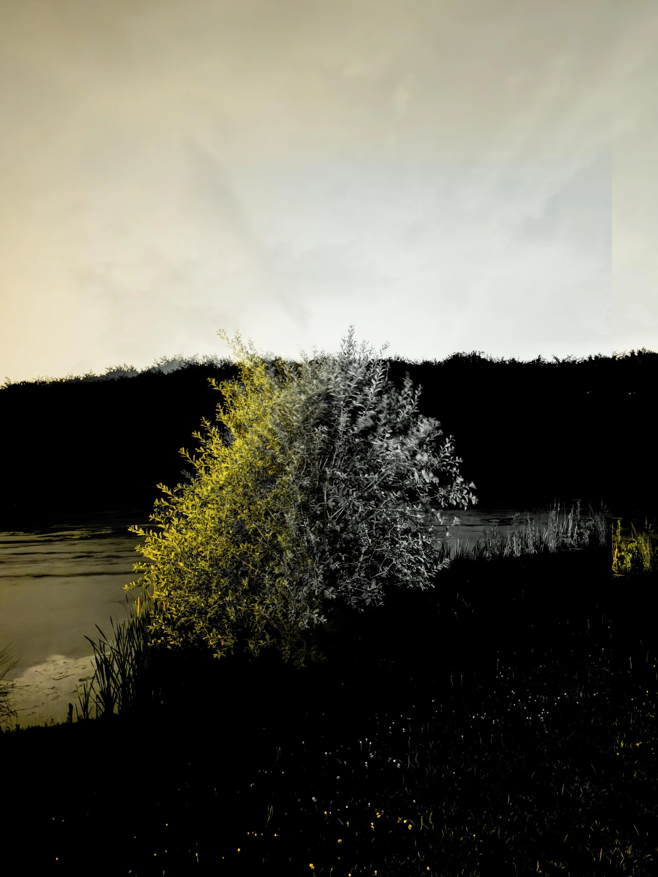 TERVUREN_TREE_01 copy.jpg