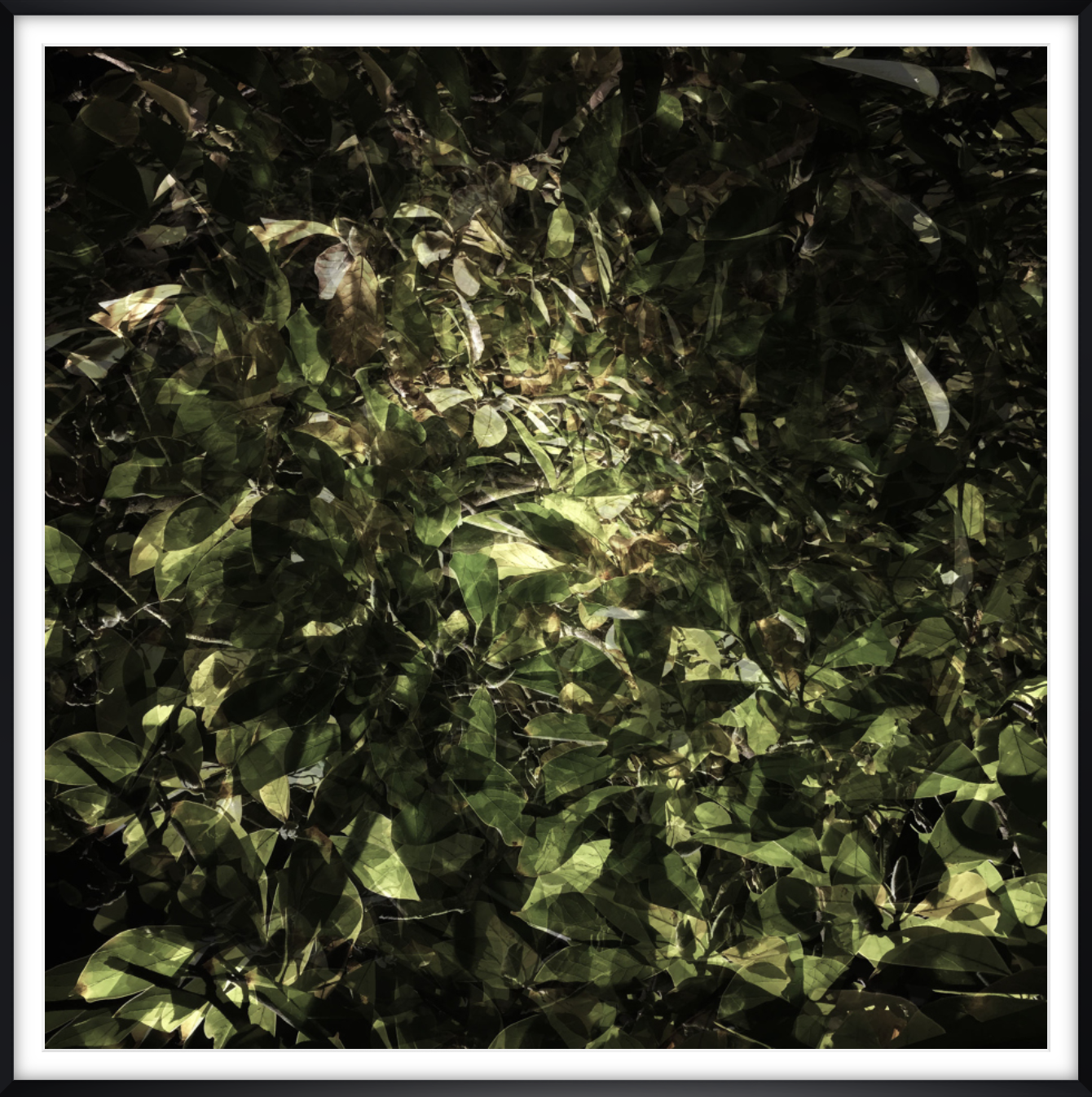 MULTI_LEAVES_02_FRAMED.png