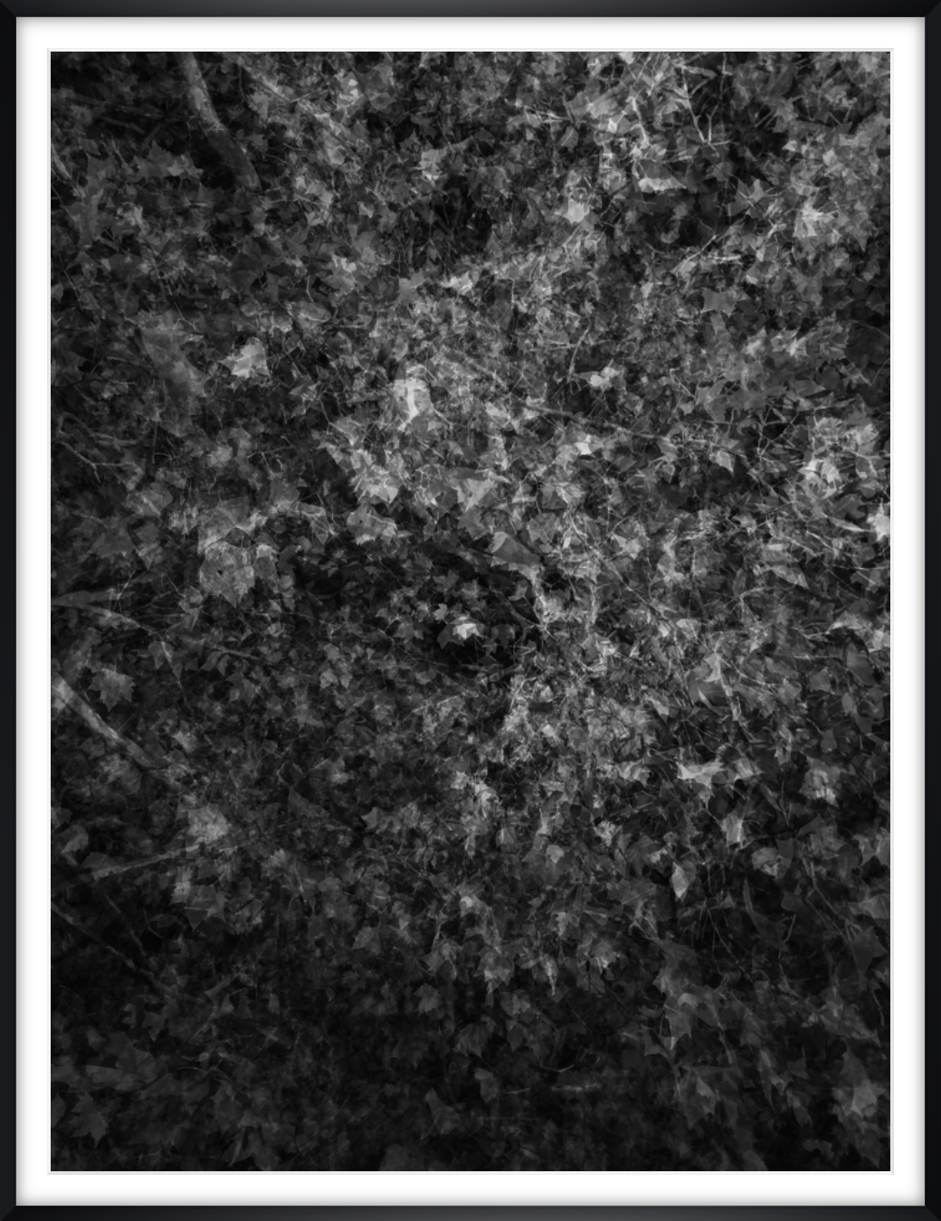 MULTI_LEAVES_03_FRAMED.png