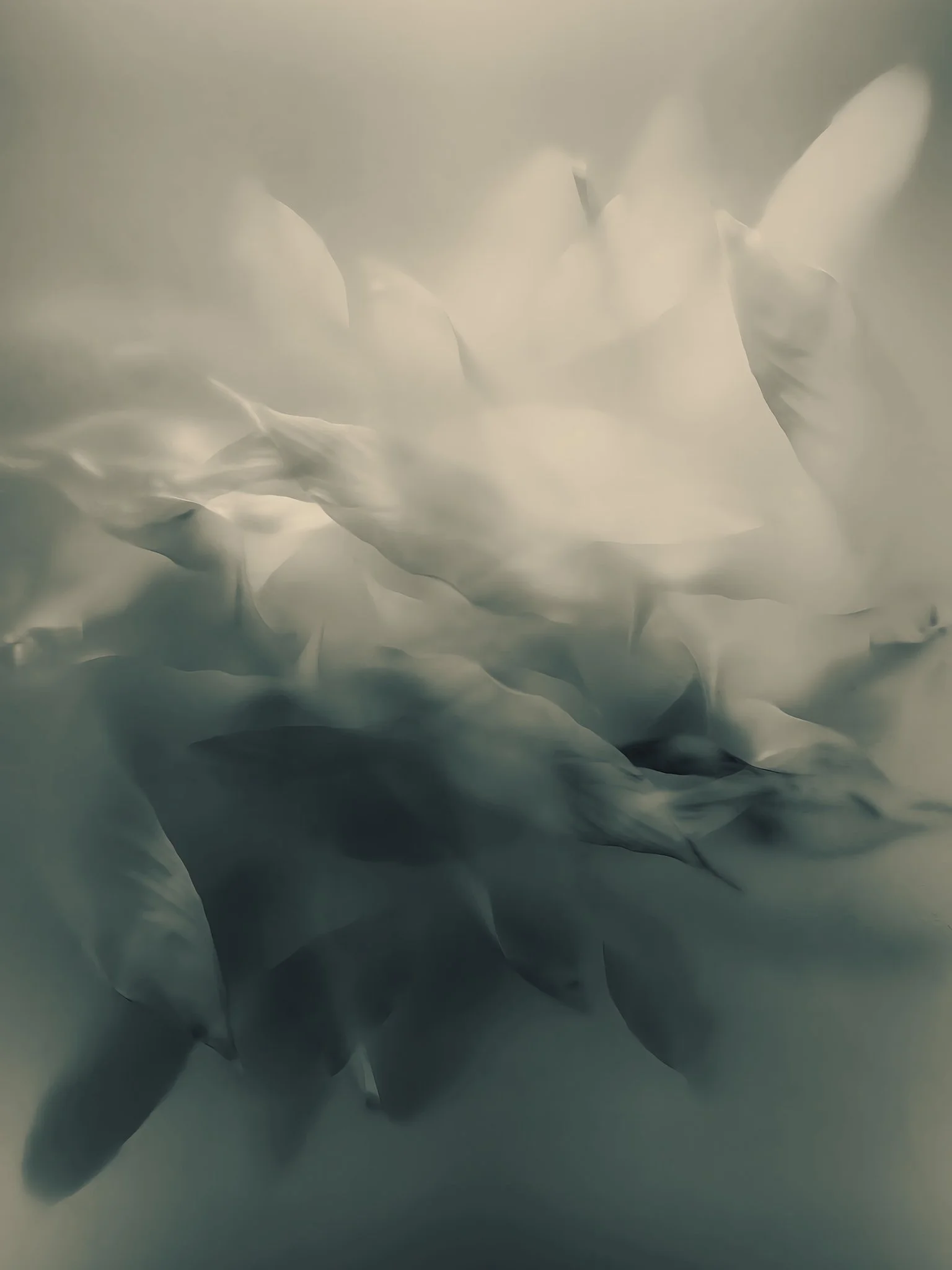 GLASFLOWER_clean copy_small.jpg