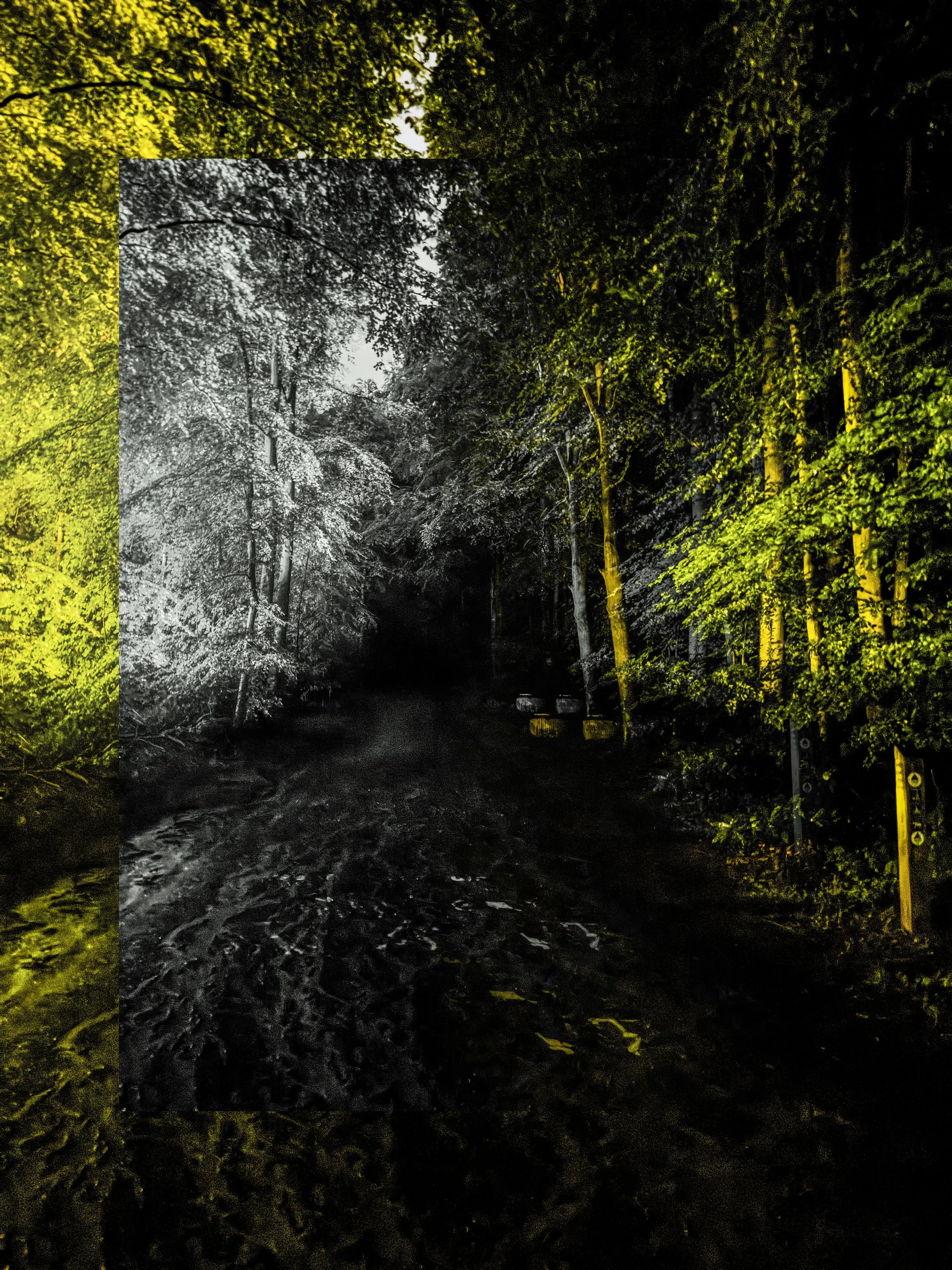 TERVUREN_FOREST_01 copy.jpg