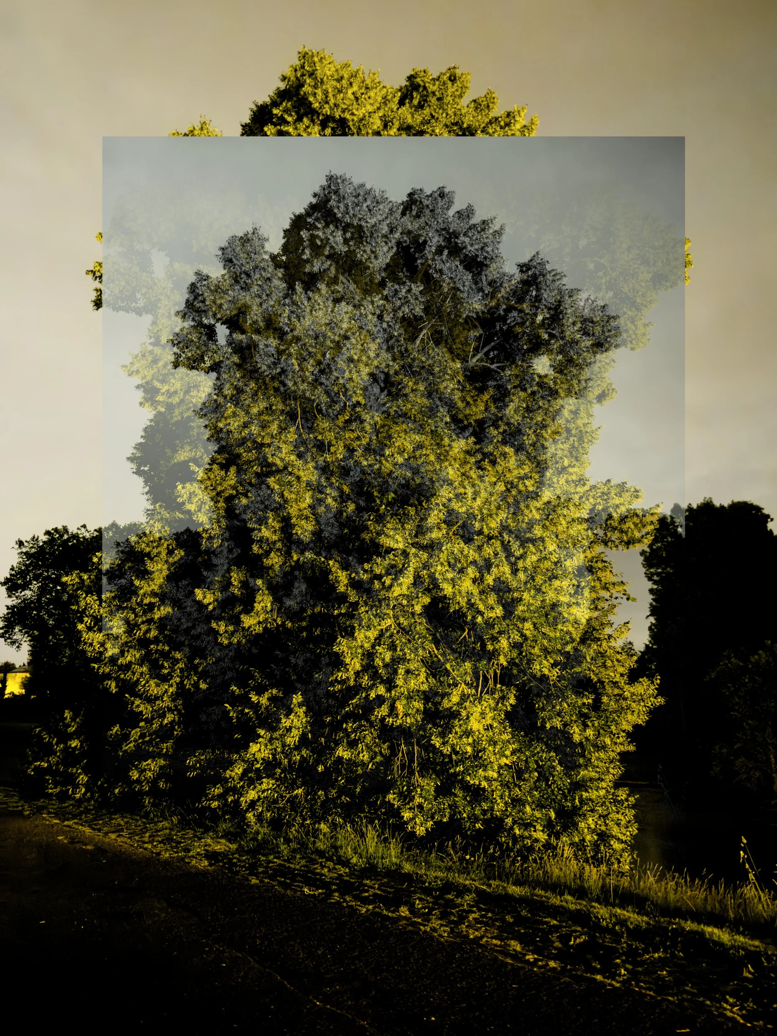 TERVUREN_TREE_02 copy.jpg