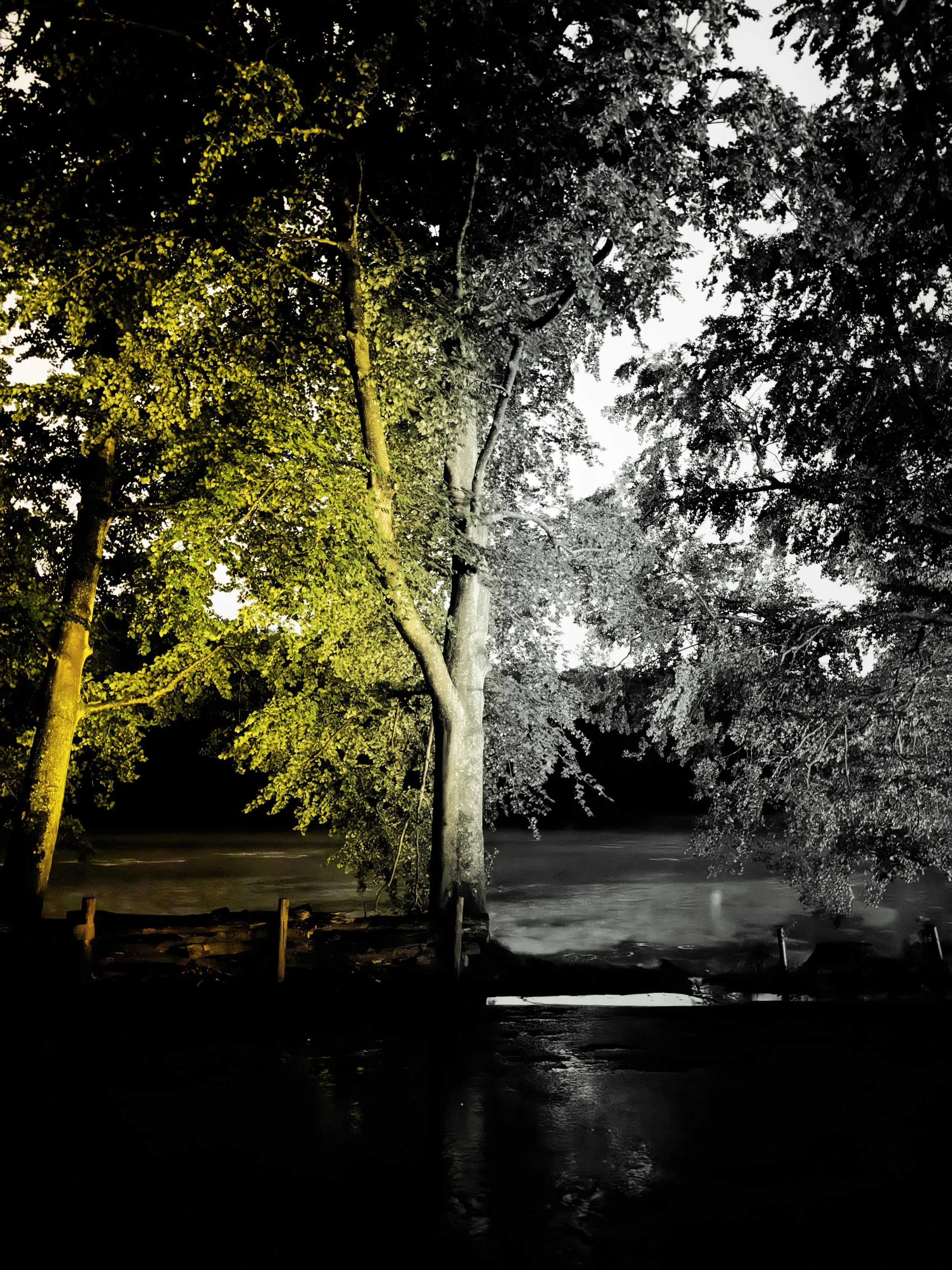 TERVUREN_TREE_03 copy.jpg