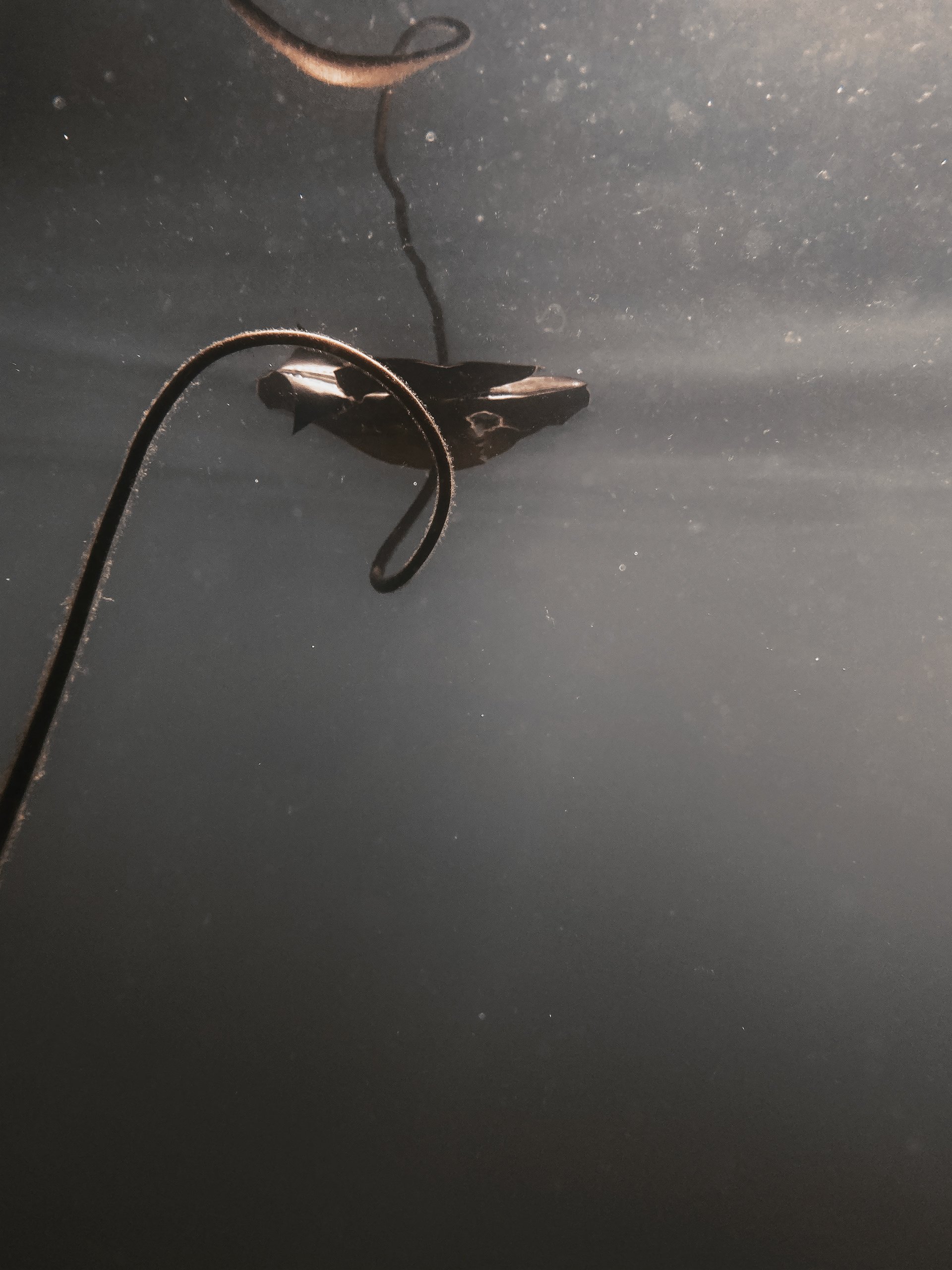 Drowning Flower 26