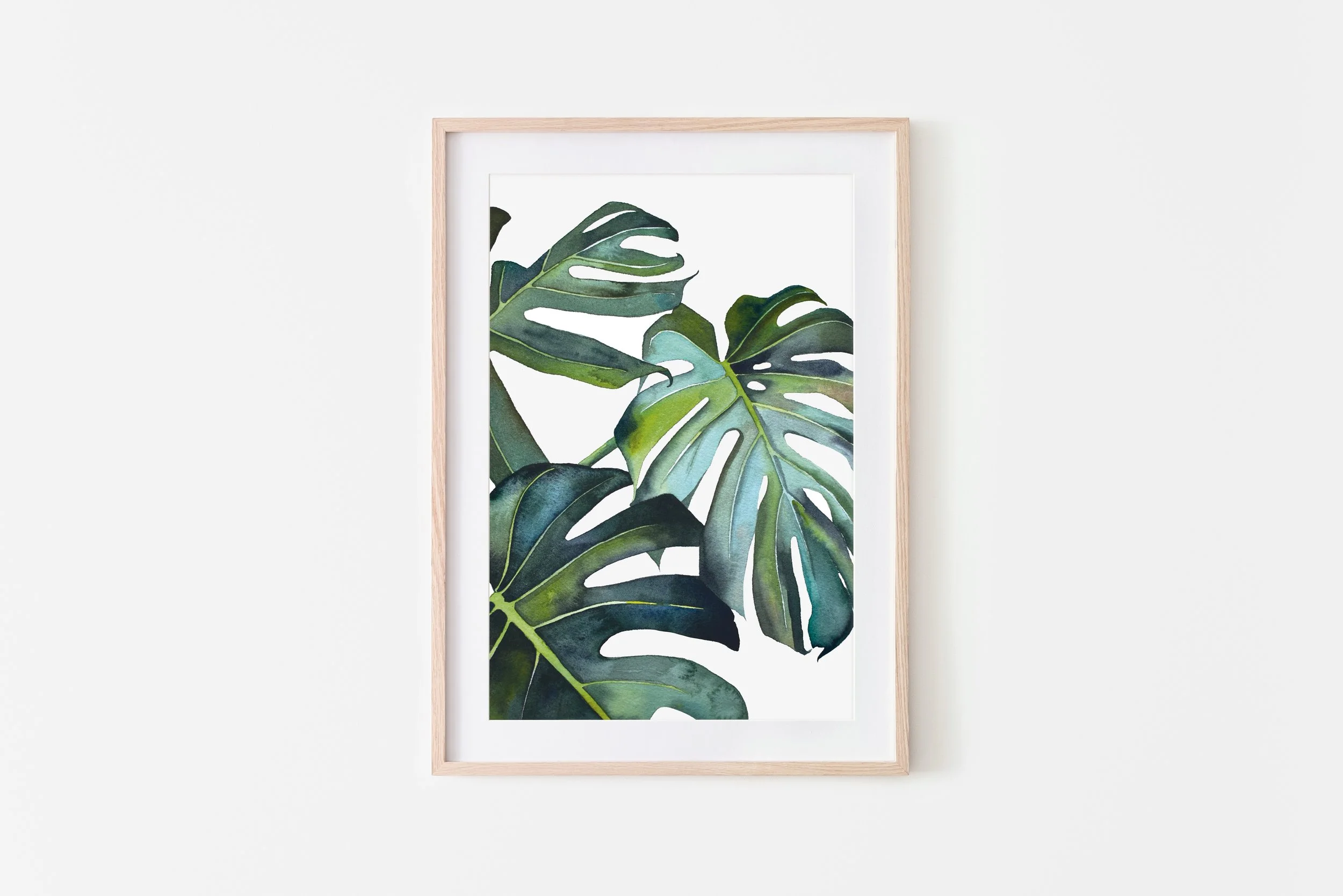 largest monstera plant Monstera Deliciosa