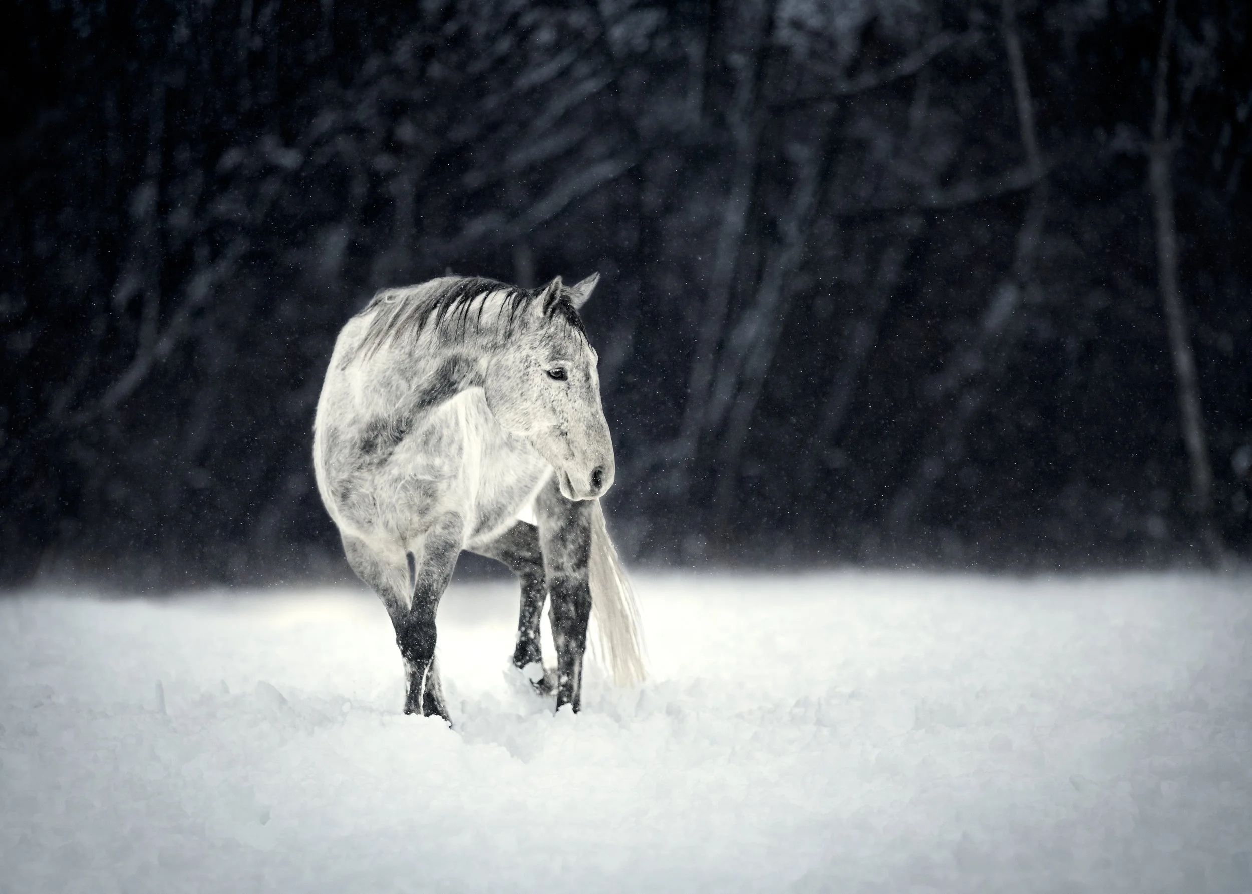 a grey horse in the canadian winter