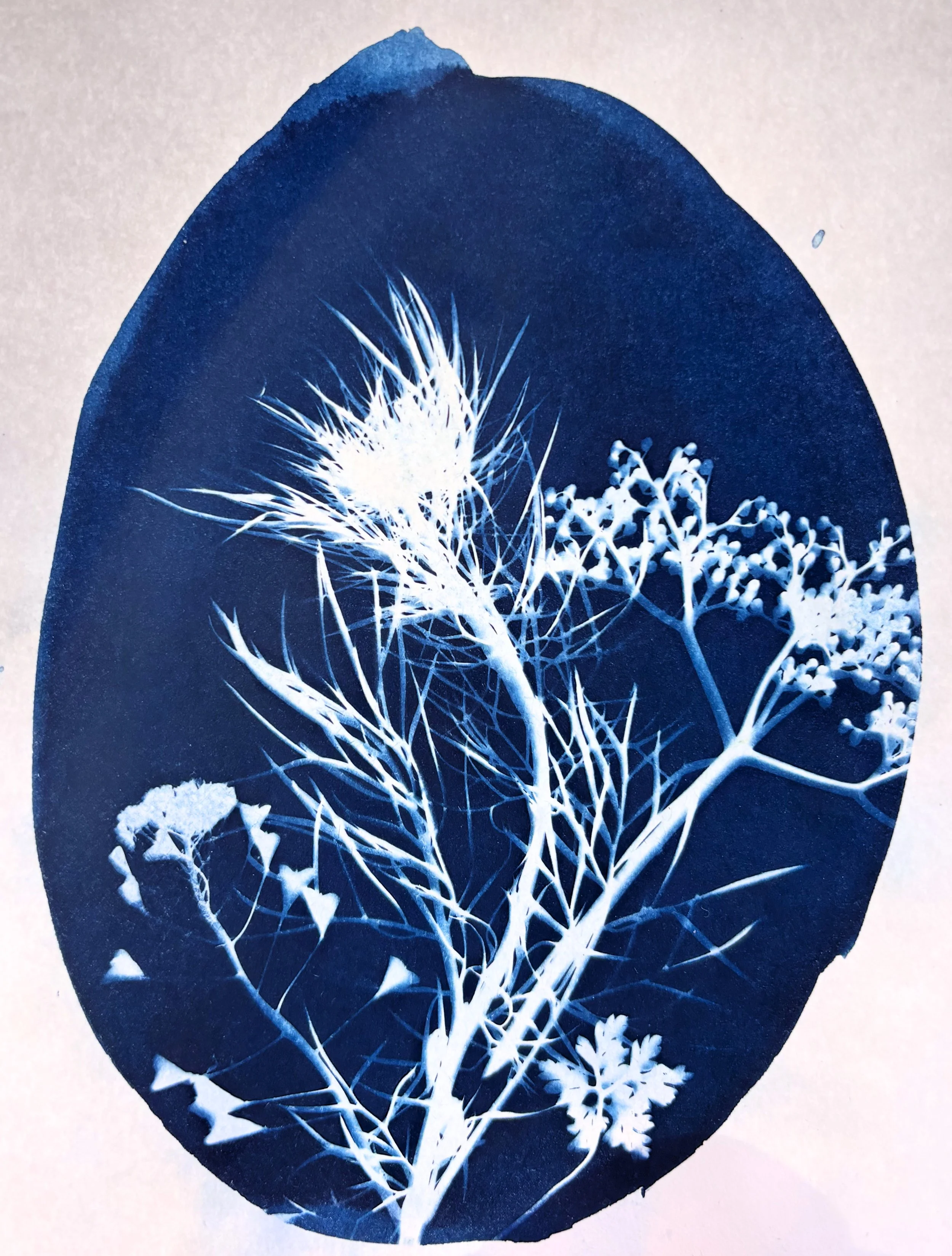 cyanotype 1.jpg
